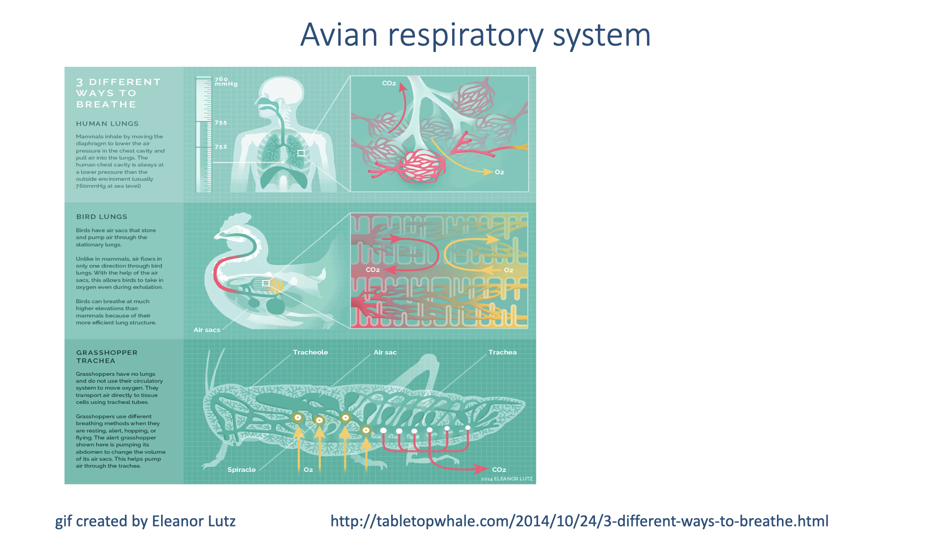 Infographic titled "Avian respiratory system" credited to Eleanor Lutz (tabletopwhale.com). Three panels compare respiratory systems: human lungs (tidal, bidirectional), bird lungs (unidirectional flow through parabronchi with air sacs), and grasshopper trachea (direct air delivery to tissues). The bird panel shows the pathway of air through posterior air sacs, lungs, and anterior air sacs with color-coded arrows indicating the direction of flow across two breathing cycles.