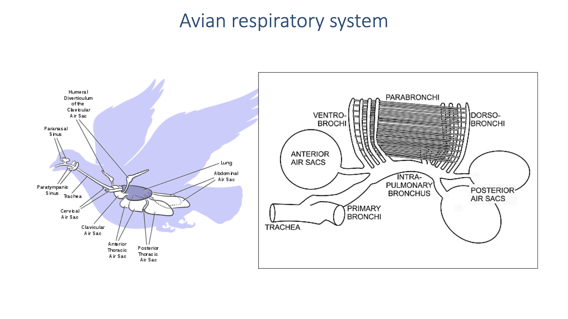Slide titled "Avian respiratory system." Left: a silhouette of a bird with the respiratory system illustrated, showing the lung in the center connected to anterior air sacs (cervical, clavicular, cranial thoracic) and posterior air sacs (caudal thoracic, abdominal). Right: an anatomical diagram of the avian lung showing the trachea, primary bronchus, inter-pulmonary bronchus, ventral bronchi, dorso-bronchi, parabronchi, and anterior and posterior air sacs.