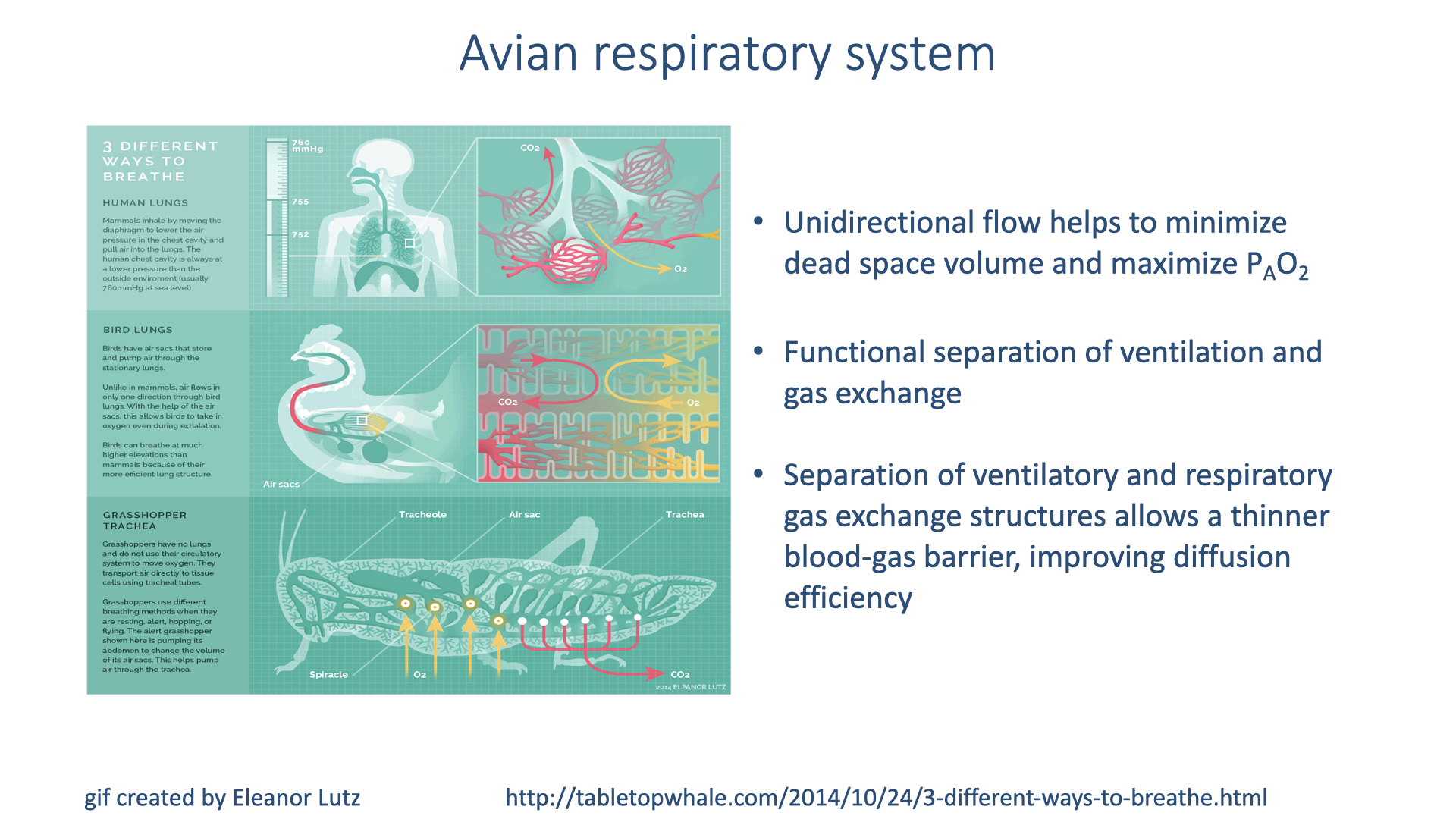 Slide showing the Eleanor Lutz avian respiratory infographic on the left with three bullet points on the right: (1) Unidirectional flow helps to minimize dead space volume and maximize PAO2, (2) Functional separation of ventilation and gas exchange, (3) Separation of ventilatory and respiratory gas exchange structures allows a thinner blood-gas barrier, improving diffusion efficiency.