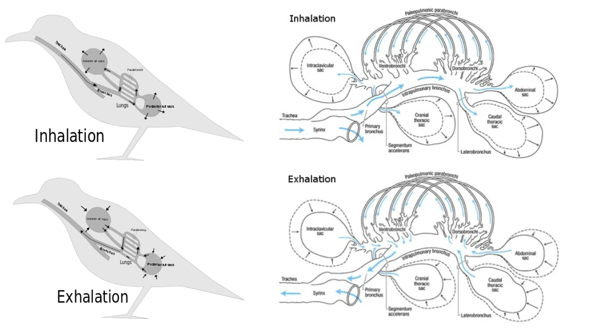 Slide titled "Avian respiratory system" showing two side-by-side diagrams of a bird in lateral view. Left panel: inhalation — arrows show air entering the trachea and flowing to the posterior air sacs; some air passes through the lung. Right panel: exhalation — arrows show the posterior air sacs compressing and pushing air through the rigid lung (parabronchi), then into the anterior air sacs, and out. Labels identify the lung, trachea, posterior air sacs, and anterior air sacs.