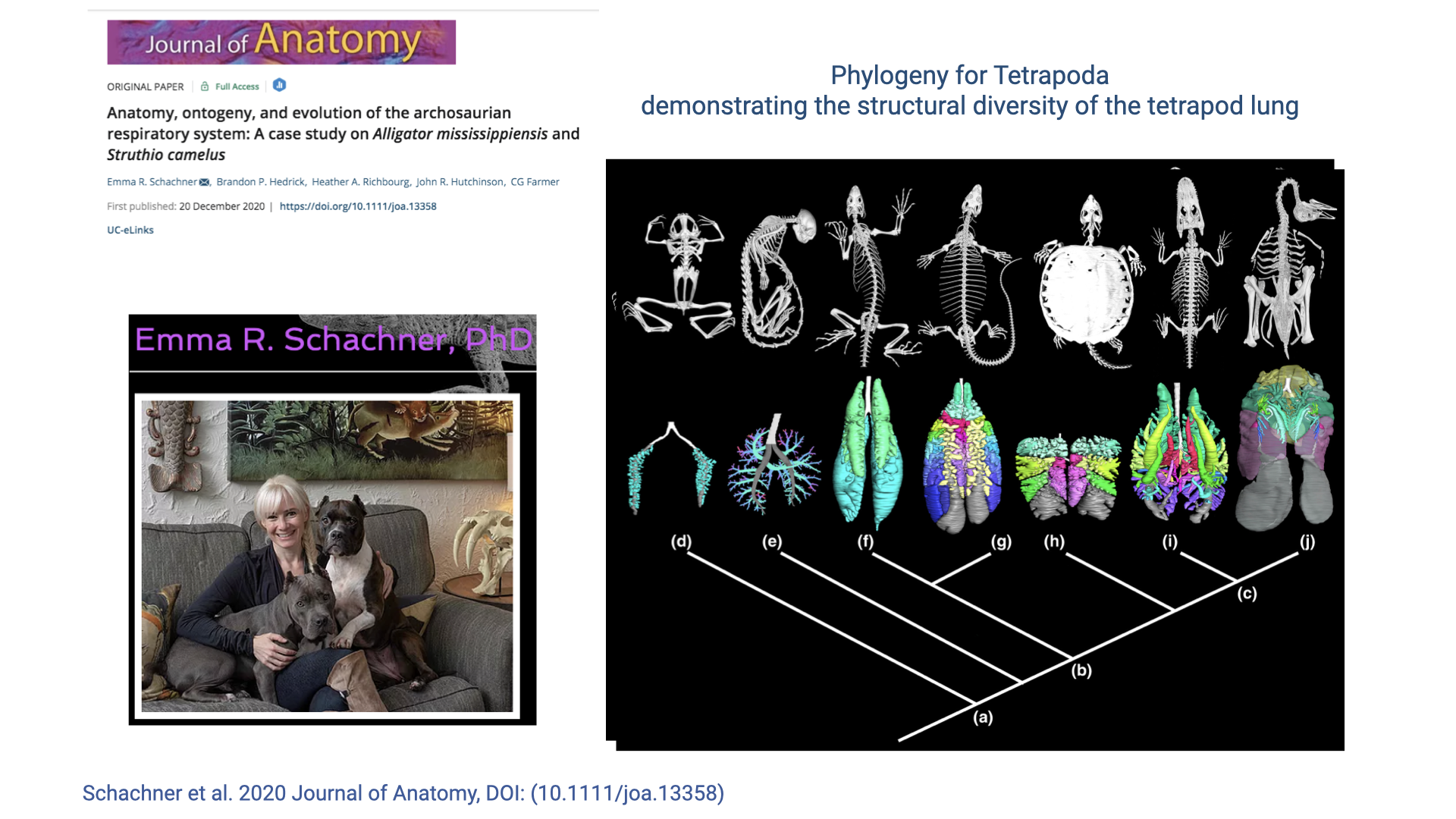Slide showing a Journal of Anatomy paper by Schachner et al. (2020, DOI: 10.1111/joa.13358) titled "Anatomy, ontogeny, and evolution of the archosaurian respiratory system: A case study on Alligator mississippiensis and Struthio camelus." Left: photo of researcher Emma R. Schachner, PhD, sitting with a dog surrounded by taxidermy specimens. Right: titled "Phylogeny for Tetrapoda demonstrating the structural diversity of the tetrapod lung," showing a phylogenetic tree with CT-based 3D lung reconstructions for various species labeled (a) through (j), displayed as colorful segmented models.