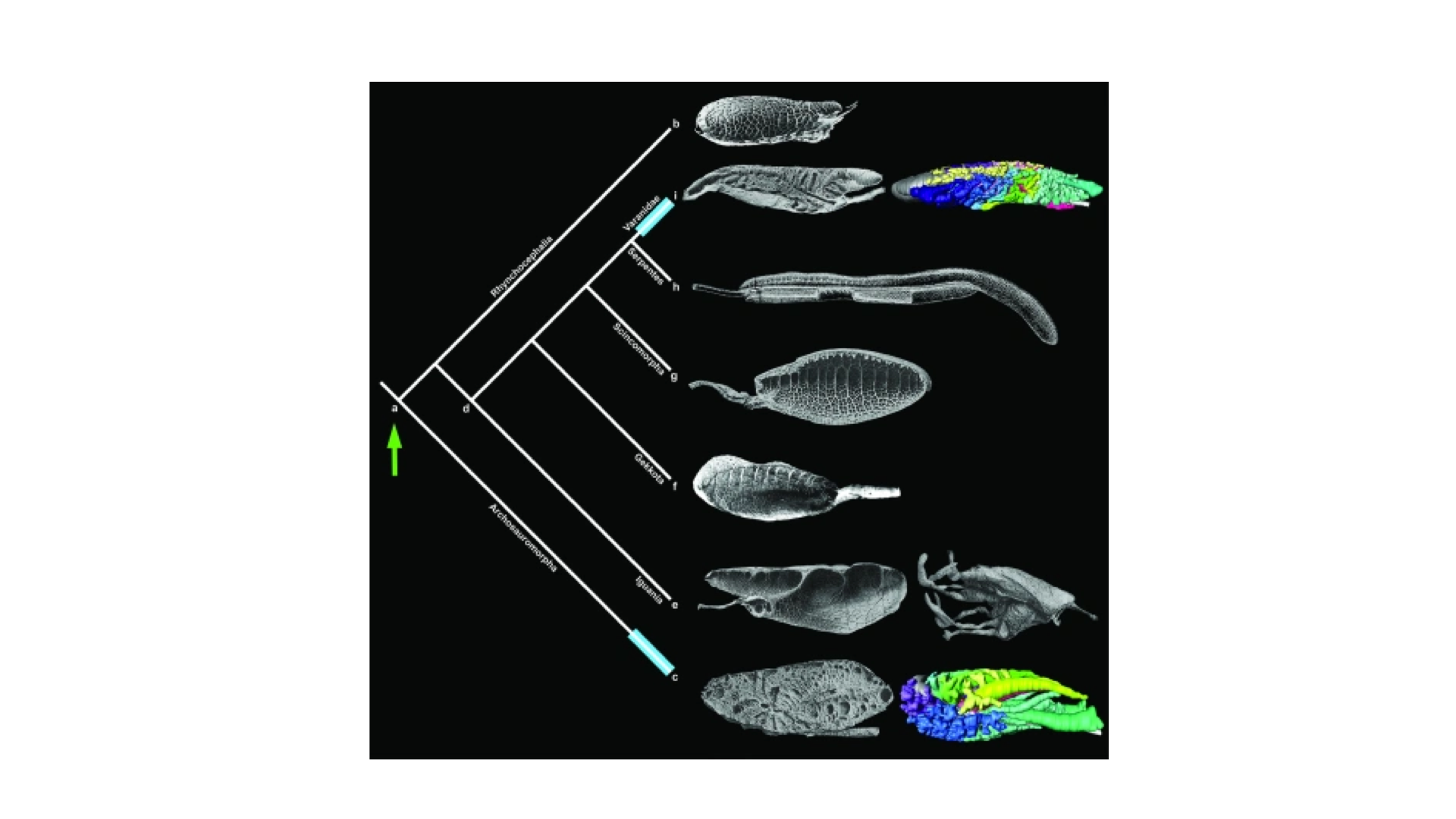 Phylogenetic tree on a black background showing evolutionary relationships among selected tetrapod groups. CT-based 3D lung reconstructions are displayed alongside each clade, showing whole lungs in grayscale cross-sections and colored segmented models. The images reveal structural diversity in lung architecture across the lineage, with some species showing more complex internal partitioning and airway structures than others.