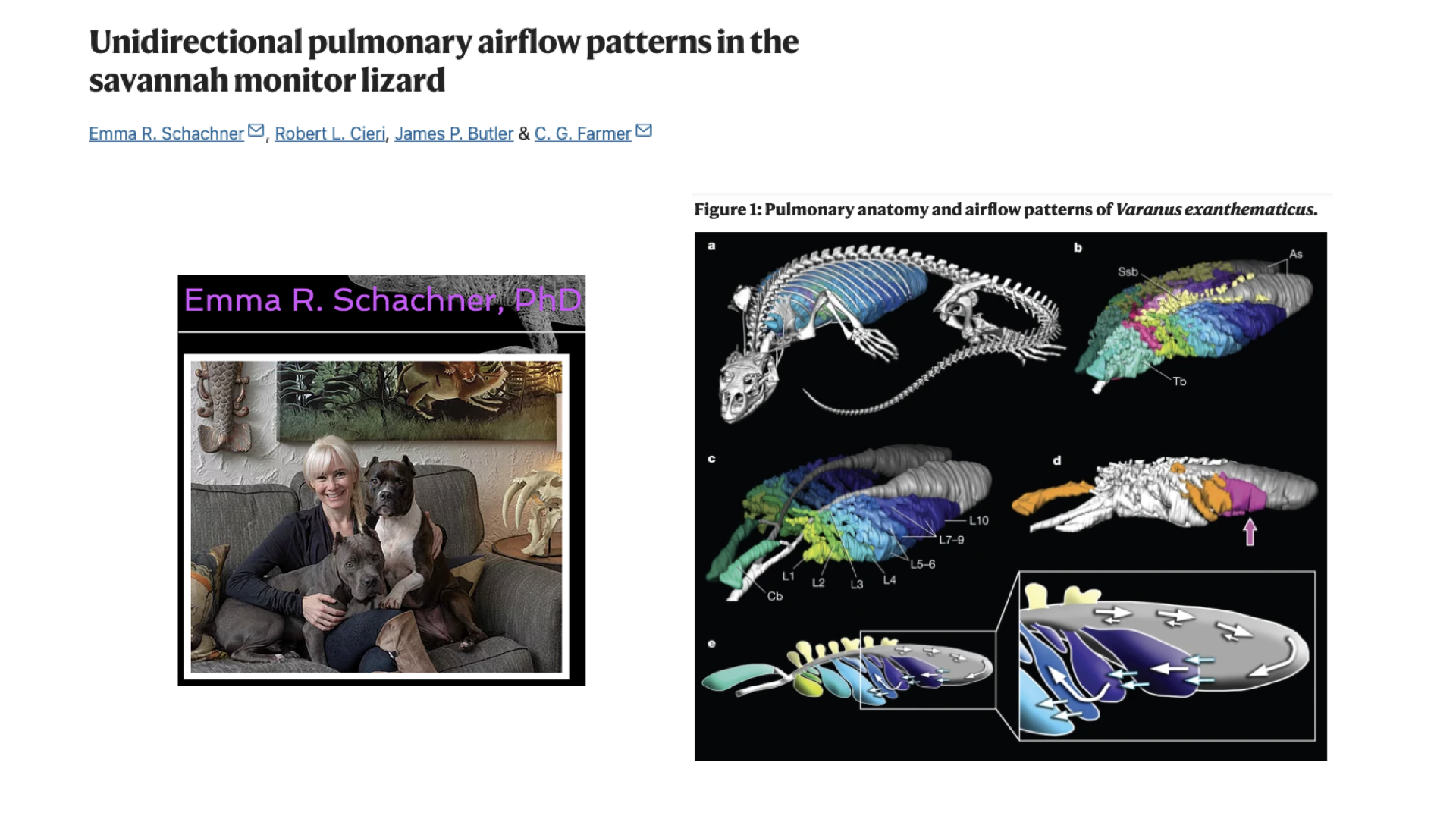 Slide titled "Unidirectional pulmonary airflow patterns in the savannah monitor lizard" with author names (Emma R. Schachner, Robert L. Cieri, James P. Butler, C. G. Farmer). Left: photo of researcher Emma R. Schachner with a dog. Right: Figure 1 labeled "Pulmonary anatomy and airflow patterns of Varanus exanthematicus" showing panels (a–d): a skeleton with lungs highlighted, and CT-based 3D segmented lung models in multiple views with color-coded regions showing distinct anatomical compartments and labeled airflow directions.