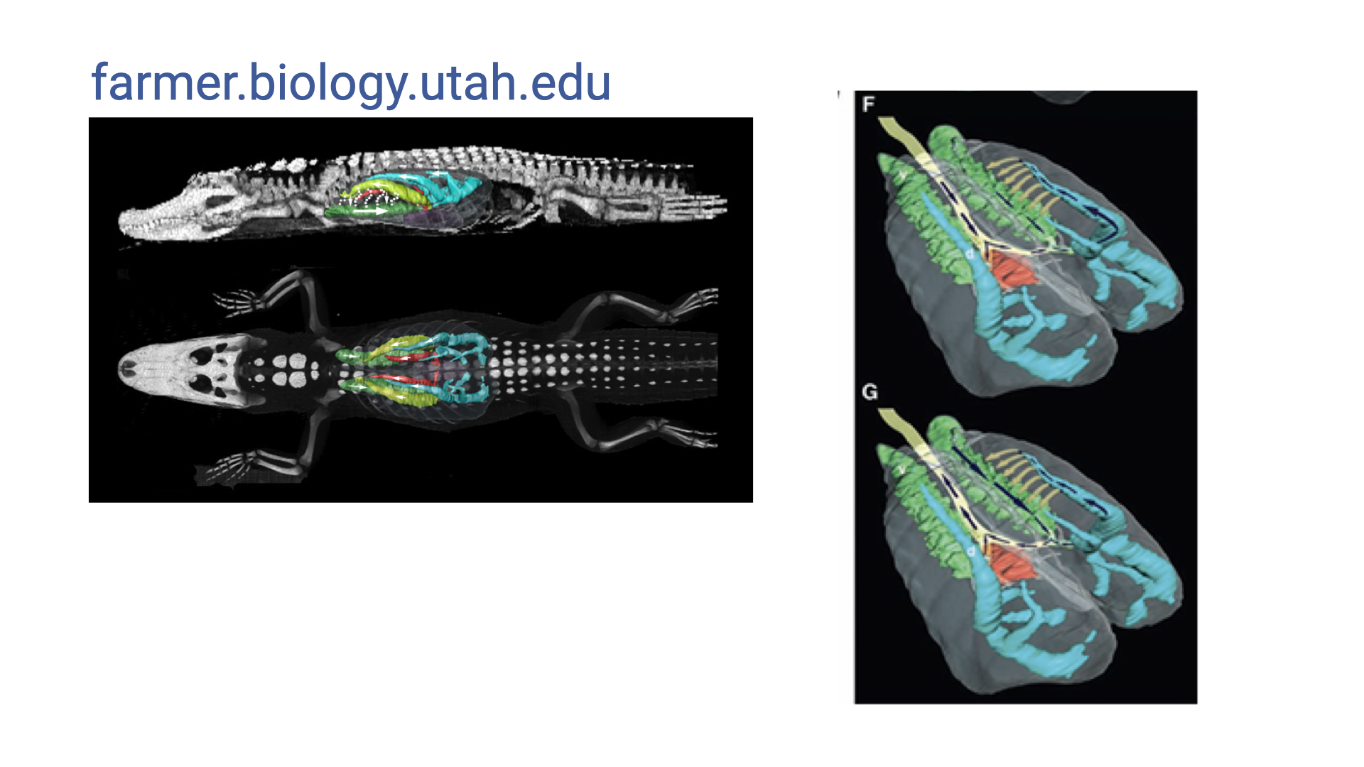 Two CT-based 3D images from farmer.biology.utah.edu. Left: a dorsal view of a crocodilian (likely an alligator) skeleton with lungs segmented and color-coded, showing complex internal airway structures. Right: two views of segmented lungs with color-coded compartments, demonstrating distinct anatomical regions within the crocodilian lung that may direct airflow.