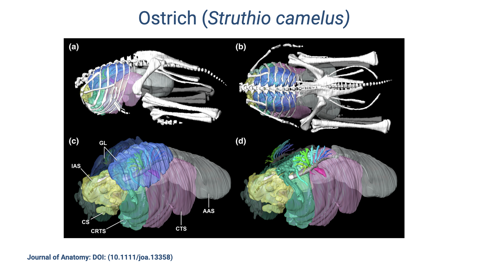 Slide titled "Ostrich (Struthio camelus)" showing four panels (a–d) of CT-based 3D reconstructions. Panels (a–b): lateral and dorsal views of the ostrich skeleton with the respiratory system (lungs and air sacs) segmented and overlaid in color. The lungs (compact, blue) are small relative to the extensive air sacs distributed throughout the body cavity. Panels (c–d): isolated 3D models of the respiratory system with color-coded components labeled: GL (gas-exchanging lung), IAS (interclavicular air sac), CS (cervical sac), CRTS (cranial thoracic sac), AAS (abdominal air sac), CTS (caudal thoracic sac). Citation: Journal of Anatomy, DOI: 10.1111/joa.13358.