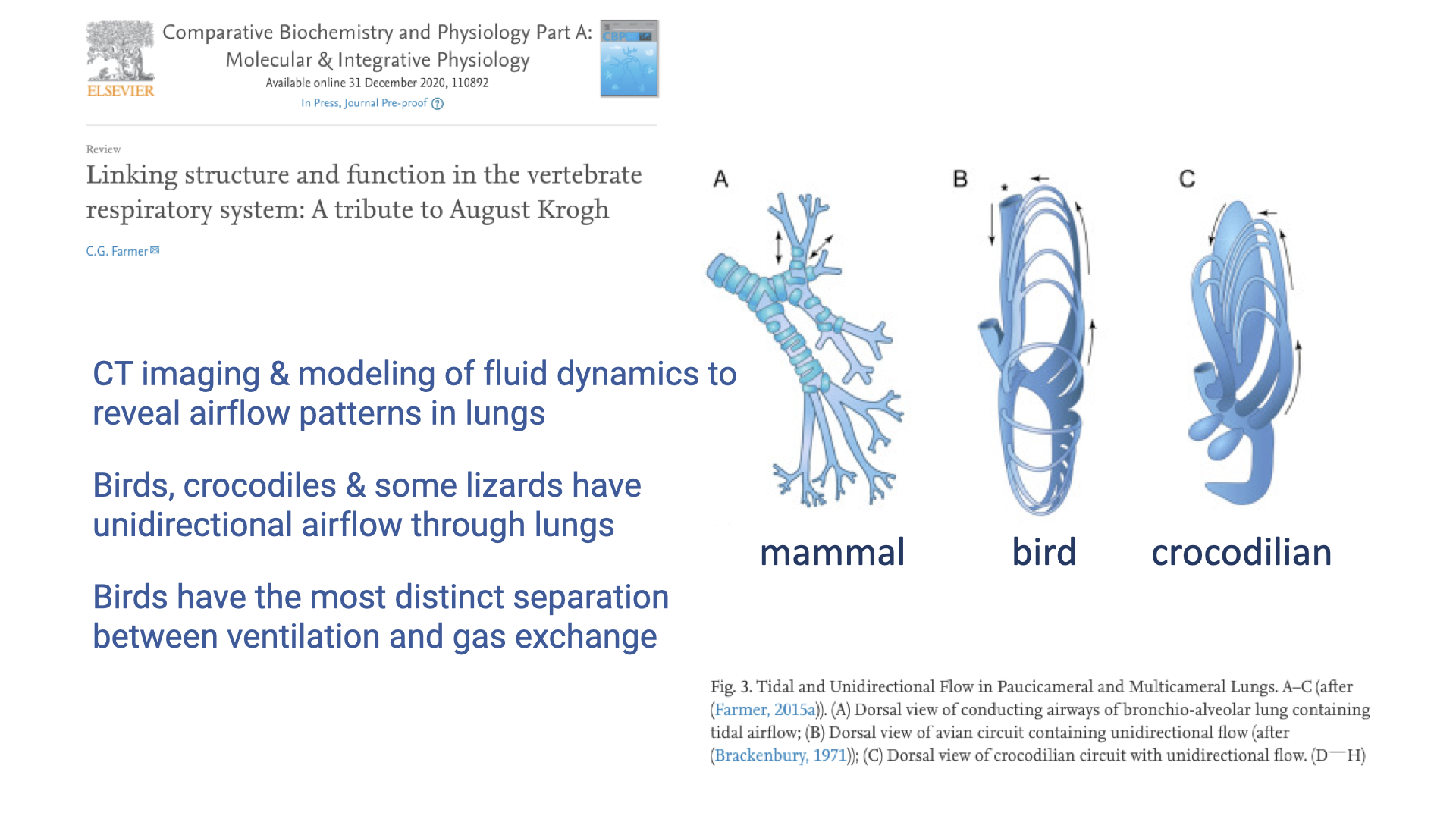 Slide showing a Comparative Biochemistry and Physiology research paper titled "Linking structure and function in the vertebrate respiratory system: A tribute to August Krogh" by C. G. Farmer. Three schematic lung diagrams labeled A, B, and C show: (A) a mammalian-style branching tidal lung; (B) a bird-like tubular unidirectional lung with air sacs; (C) a crocodilian circuit with unidirectional flow. Text on the left: "CT imaging & modeling of fluid dynamics to reveal airflow patterns in lungs. Birds, crocodiles & some lizards have unidirectional airflow through lungs. Birds have the most distinct separation between ventilation and gas exchange."