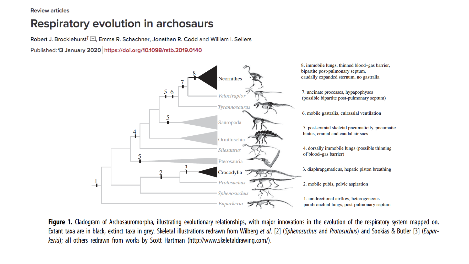 A research article page titled "Respiratory evolution in archosaurs" by Brocklehurst, Schachner, Codd, and Sellers (2020). Figure 1 shows a cladogram of Archosauromorpha illustrating evolutionary relationships, with major innovations in respiratory system evolution mapped onto branches. Extant taxa are shown in black and extinct taxa in grey. Labels on the right list eight numbered evolutionary innovations including unidirectional airflow, heterogeneous parabronchial lungs, mobile pubis with pelvic aspiration, diaphragmaticus and hepatic piston breathing, dorsally immobile lungs, post-cranial skeletal pneumaticity, mobile gastralia, uncinate processes, and immobile lungs with thinned blood-gas barriers. Skeletal illustrations by Scott Hartman accompany several clades.