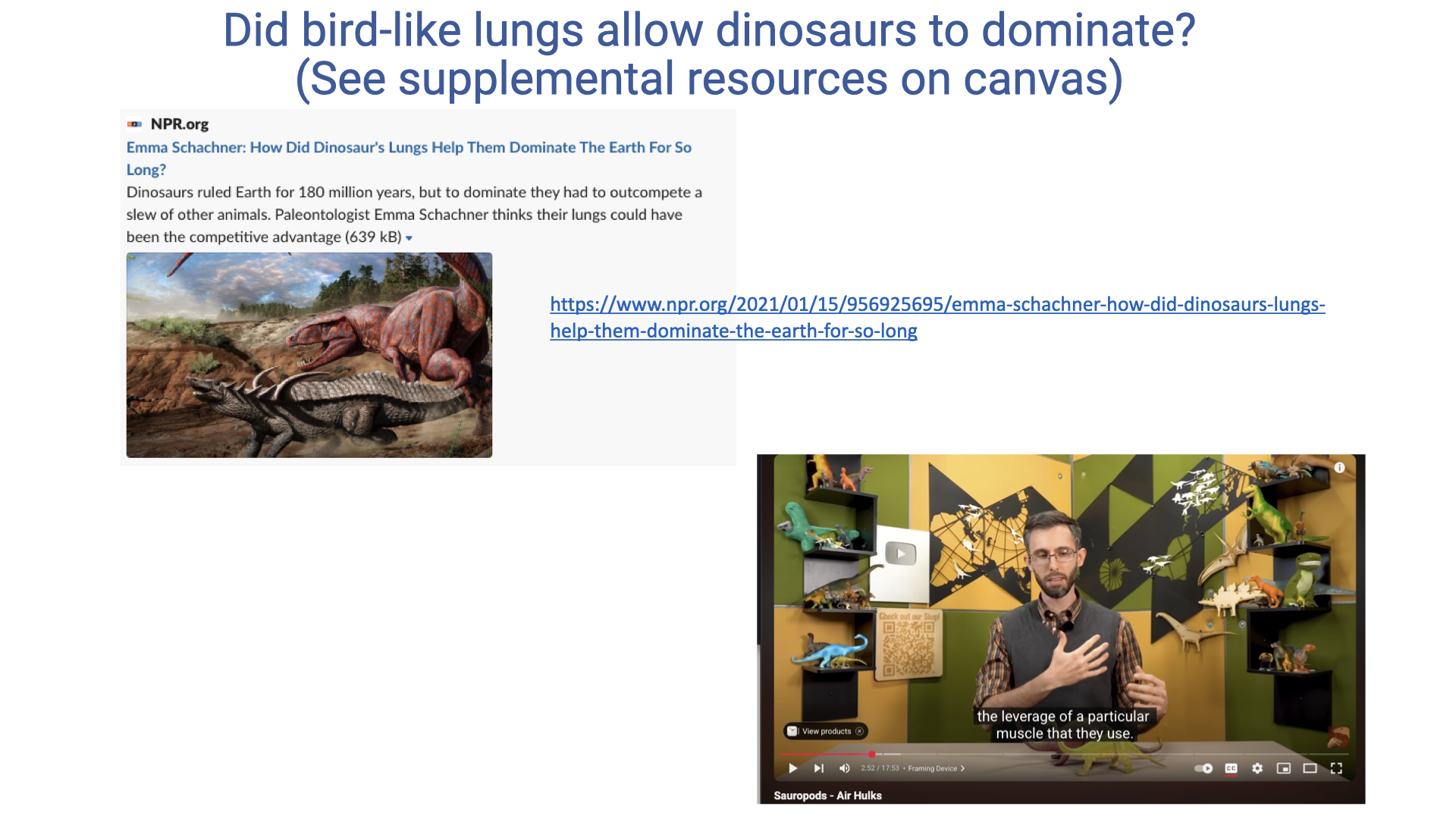 Slide titled "Did bird-like lungs allow dinosaurs to dominate? (See supplemental resources on canvas)." Top left: an NPR.org article by Emma Schachner titled "How Did Dinosaurs' Lungs Help Them Dominate The Earth For So Long?" with a brief summary and a URL. Top right: an illustration of dinosaurs in a prehistoric landscape. Bottom right: a screenshot of a YouTube video showing a presenter discussing "the leverage of a particular muscle that they use," with the channel name "Sauropods - Air Holes."