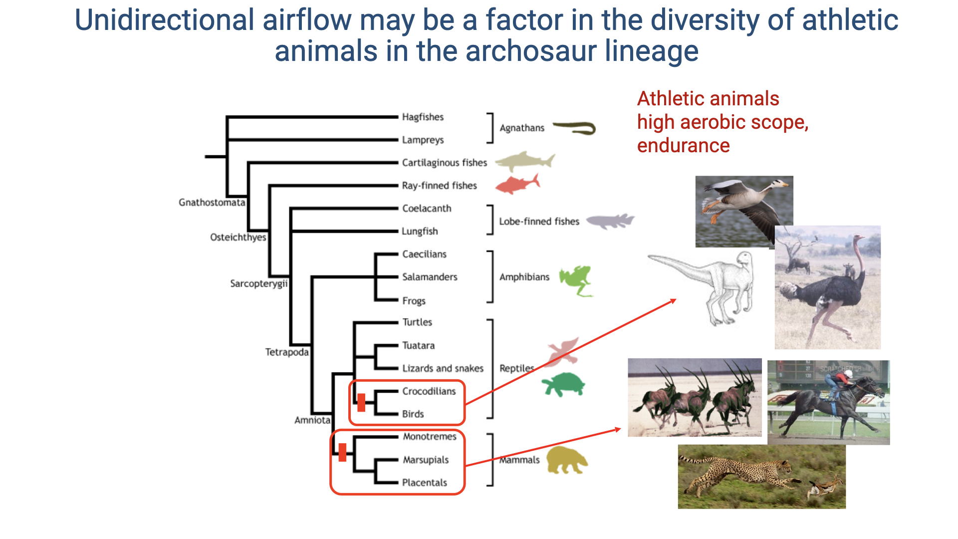 Phylogenetic tree titled "Unidirectional airflow may be a factor in the diversity of athletic animals in the archosaur lineage" — same image as Slide 12. Major vertebrate groups from fish to mammals are shown, with archosaurs (crocodilians and birds) highlighted with red markers. Photos on the right show a bird of prey, a running ostrich, a galloping crocodile, and a running cheetah. Text labels note "Athletic animals, high aerobic scope, endurance."