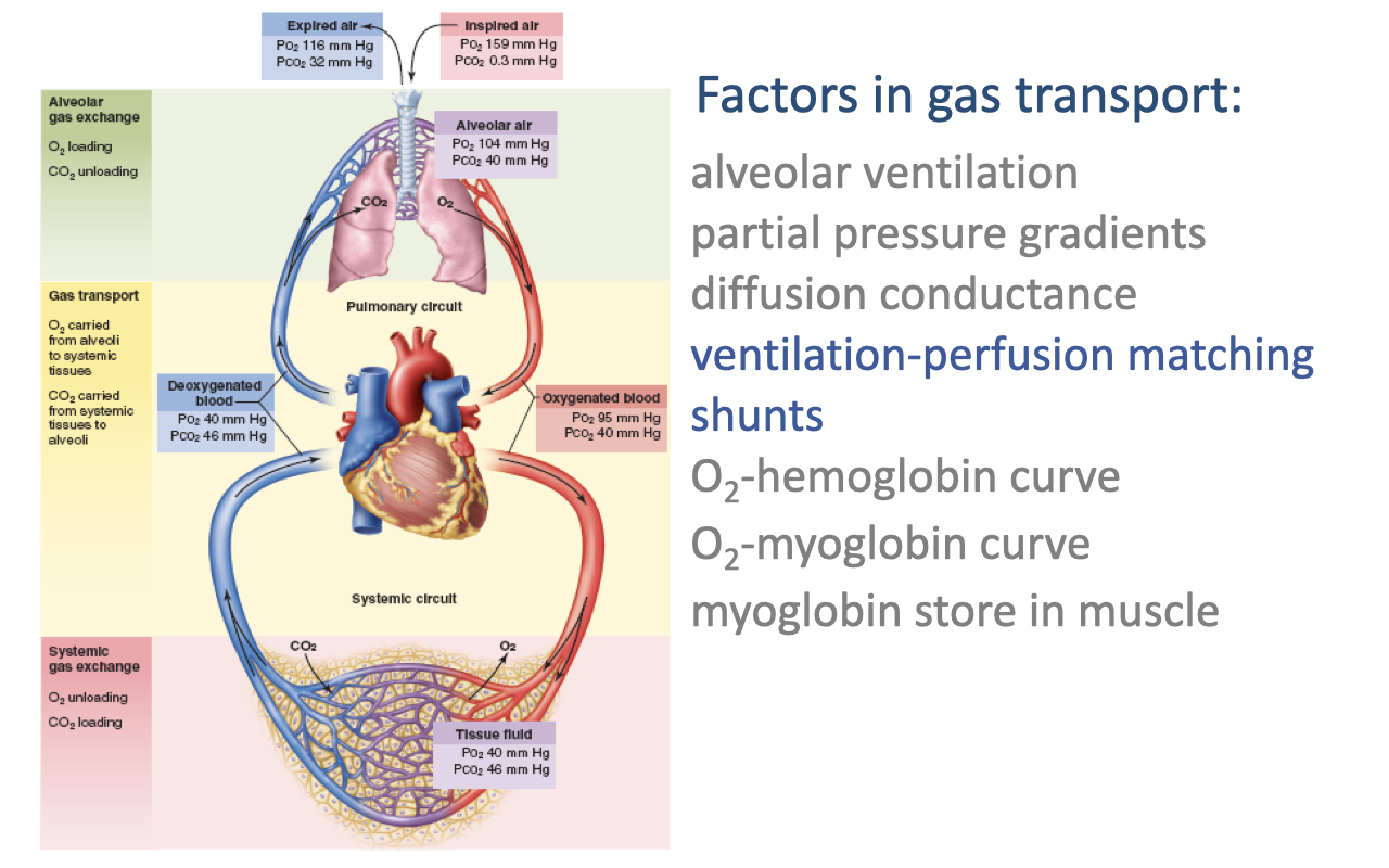 Slide titled "Factors in gas transport." On the left is the full cardiorespiratory circuit diagram showing inspired air, alveolar gas, pulmonary circuit, and systemic circuit with the partial pressures of O2 and CO2 labeled at each stage, and the four-chambered heart connecting the circuits. The right side lists the key factors governing gas transport: alveolar ventilation, partial pressure gradients, diffusion conductance, ventilation-perfusion matching, shunts, O2-hemoglobin curve, O2-myoglobin curve, and myoglobin store in muscle.