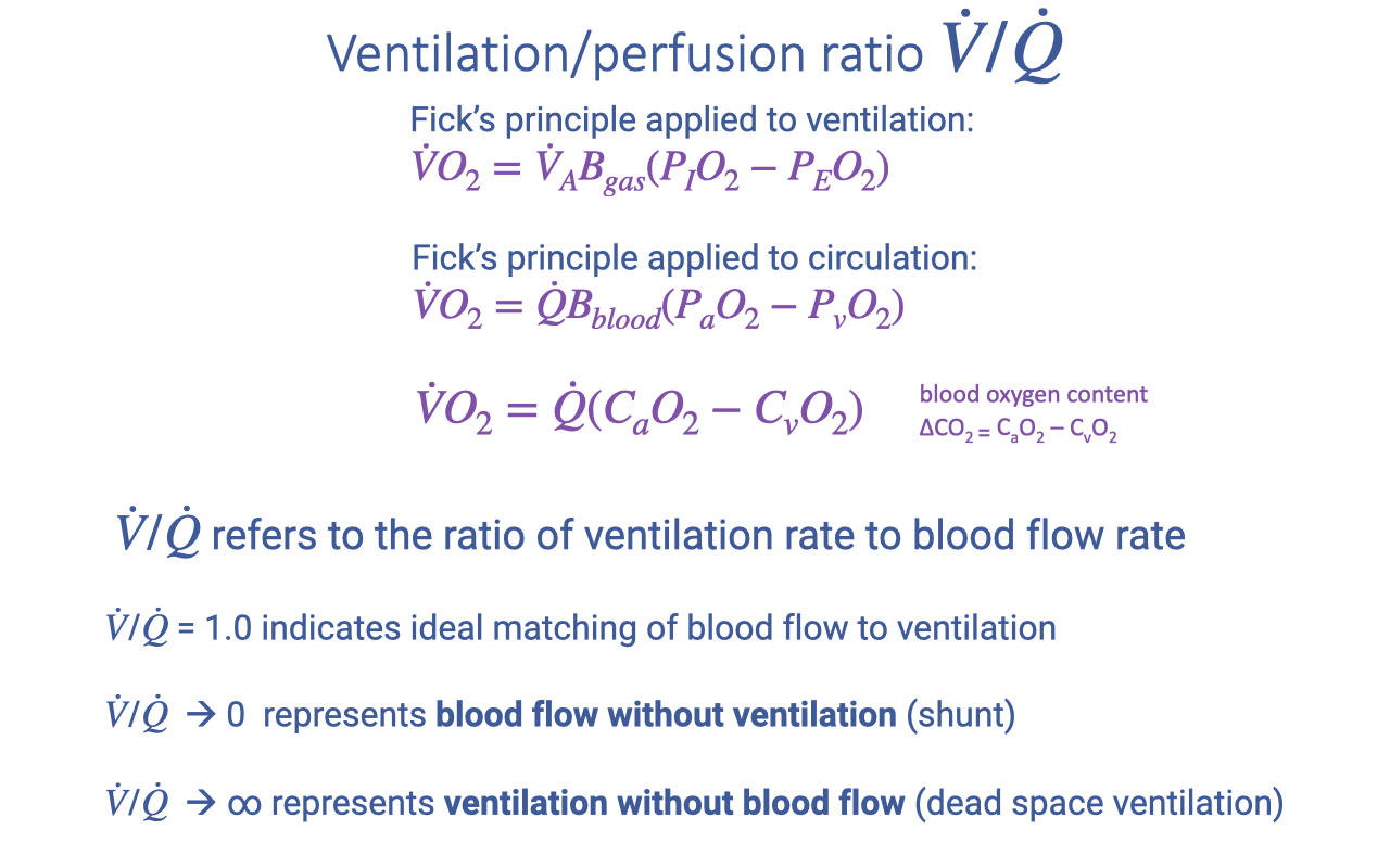 Slide titled "Ventilation/perfusion ratio V̇/Q̇" showing Fick's principle applied to both ventilation and circulation, with equations. Fick's principle applied to ventilation: VO2 = V̇A·Bgas·(PIO2 − PEO2). Fick's principle applied to circulation: VO2 = Q̇·Bblood·(PaO2 − PvO2), and VO2 = Q̇(CaO2 − CvO2), with "blood oxygen content" labeled as ΔCO2 = CaO2 − CvO2. Below, four bullet points define the V/Q ratio: V̇/Q̇ refers to the ratio of ventilation rate to blood flow rate; V̇/Q̇ = 1.0 indicates ideal matching of blood flow to ventilation; V̇/Q̇ → 0 represents blood flow without ventilation (shunt); V̇/Q̇ → ∞ represents ventilation without blood flow (dead space ventilation).