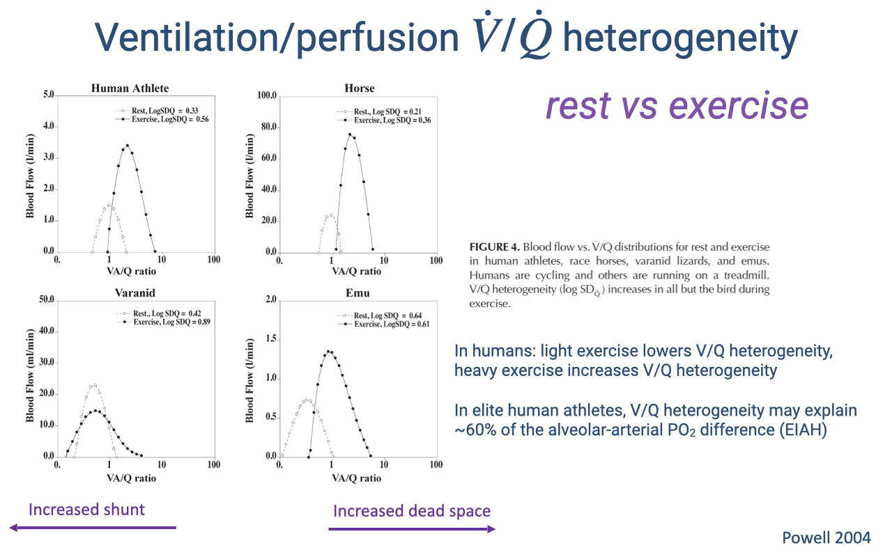 Slide titled "Ventilation/perfusion V̇/Q̇ heterogeneity — rest vs exercise." Four panels show blood flow (L/min) versus V/Q ratio (logarithmic x-axis centered near 1.0) for human athletes, horses, varanid lizards, and emus. Open circles show rest distributions and filled circles show exercise distributions. In humans and horses, heavy exercise broadens the distribution (higher log SDQ), indicating increased V/Q heterogeneity. In varanid lizards, exercise reduces the resting left-shifted shunt. In emus (birds), exercise keeps the distribution narrow and centered near 1.0. Arrows at the bottom indicate "Increased shunt" to the left (V/Q < 1) and "Increased dead space" to the right (V/Q > 1). Text summarizes: in humans, light exercise lowers V/Q heterogeneity while heavy exercise increases it; in elite human athletes V/Q heterogeneity may explain about 60% of the alveolar-arterial PO2 difference (EIAH). Citation: Powell 2004.