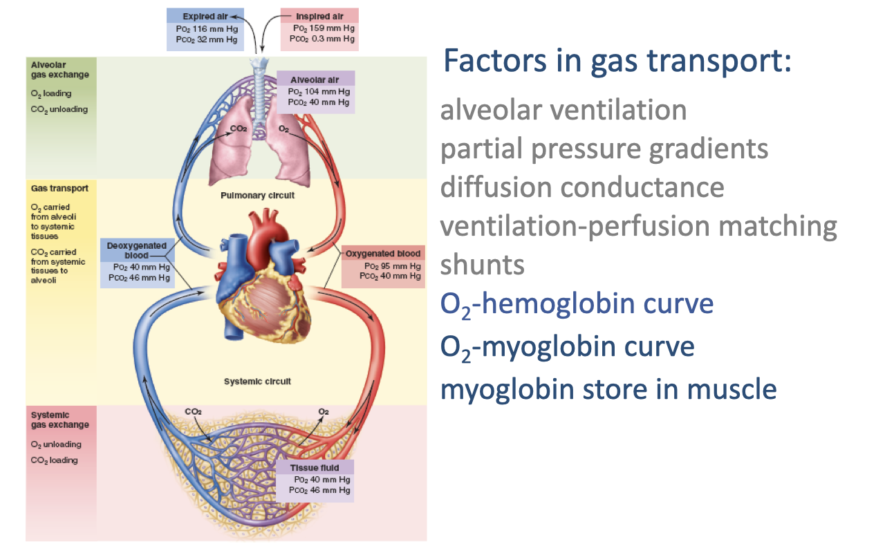 Slide titled "Factors in gas transport" identical to Slide 2, with the full cardiorespiratory circuit diagram on the left and the list of governing factors on the right: alveolar ventilation, partial pressure gradients, diffusion conductance, ventilation-perfusion matching, shunts, O2-hemoglobin curve, O2-myoglobin curve, and myoglobin store in muscle. This slide marks a transition from V/Q matching to the O2-hemoglobin and O2-myoglobin curves.