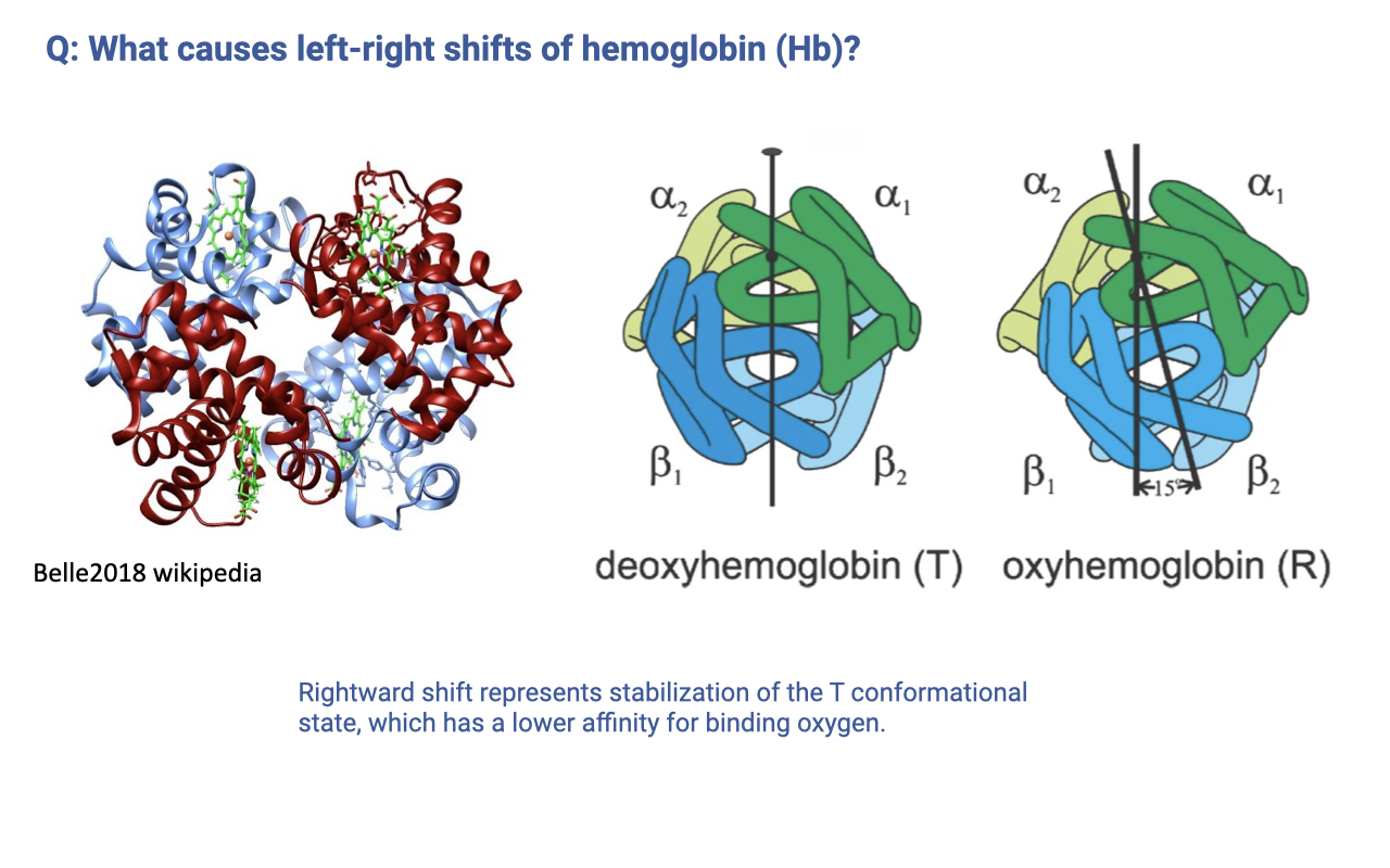 Slide titled "Q: What causes left-right shifts of hemoglobin (Hb)?" On the left is a ribbon-diagram of the hemoglobin tetramer from Wikipedia (Belle2018) showing four subunits with bound heme groups. On the right are two schematic diagrams of the hemoglobin quaternary structure labeled "deoxyhemoglobin (T)" and "oxyhemoglobin (R)," showing the α1, α2, β1, and β2 subunits and the conformational rotation between the T (tense) and R (relaxed) states. Caption: "Rightward shift represents stabilization of the T conformational state, which has a lower affinity for binding oxygen."