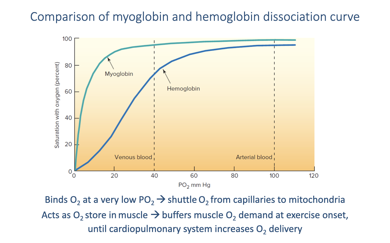 Graph titled "Comparison of myoglobin and hemoglobin dissociation curve." X-axis: PO2 in mmHg from 0 to 120. Y-axis: saturation with oxygen (percent) from 0 to 100. Two curves are plotted: a steep, hyperbolic curve labeled "Myoglobin" rises sharply from 0 and reaches ~90% saturation by about 20 mmHg; a sigmoid curve labeled "Hemoglobin" rises more gradually and reaches plateau near 100 mmHg. Vertical dashed lines at PO2 = 40 mmHg (labeled "Venous blood") and PO2 = 100 mmHg (labeled "Arterial blood") show that at venous PO2, myoglobin is still nearly fully saturated while hemoglobin is about 75% saturated. Caption: "Binds O2 at very low PO2 → shuttle O2 from capillaries to mitochondria. Acts as O2 store in muscle → buffers muscle O2 demand at exercise onset, until cardiopulmonary system increases O2 delivery."
