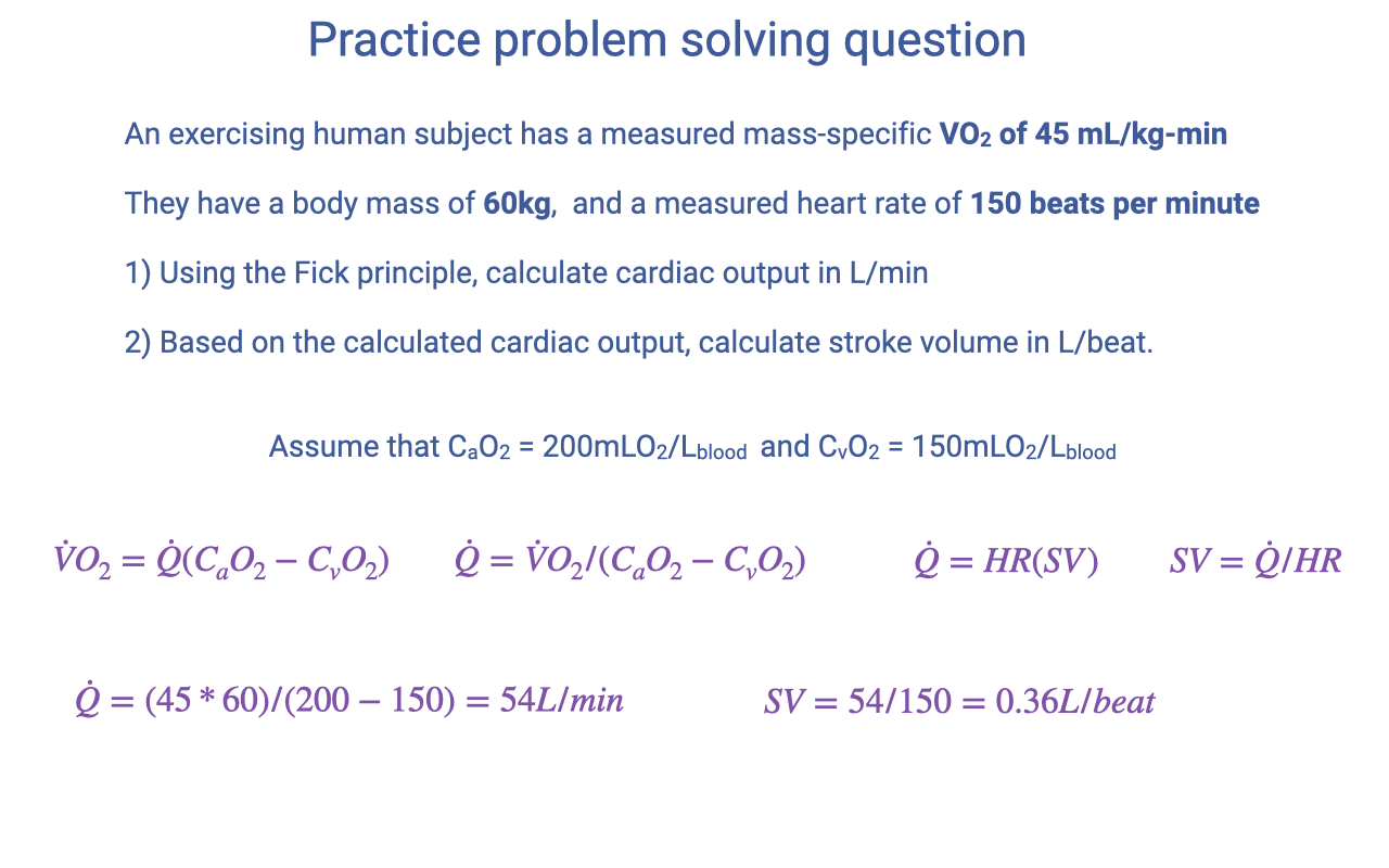 Slide titled "Practice problem solving question" showing the solution. Repeats the problem statement. Then lists four equations: VO2 = Q̇(CaO2 − CvO2); Q̇ = VO2/(CaO2 − CvO2); Q̇ = HR·SV; SV = Q̇/HR. Worked numerical solution: Q̇ = (45 × 60)/(200 − 150) = 54 L/min. SV = 54/150 = 0.36 L/beat.