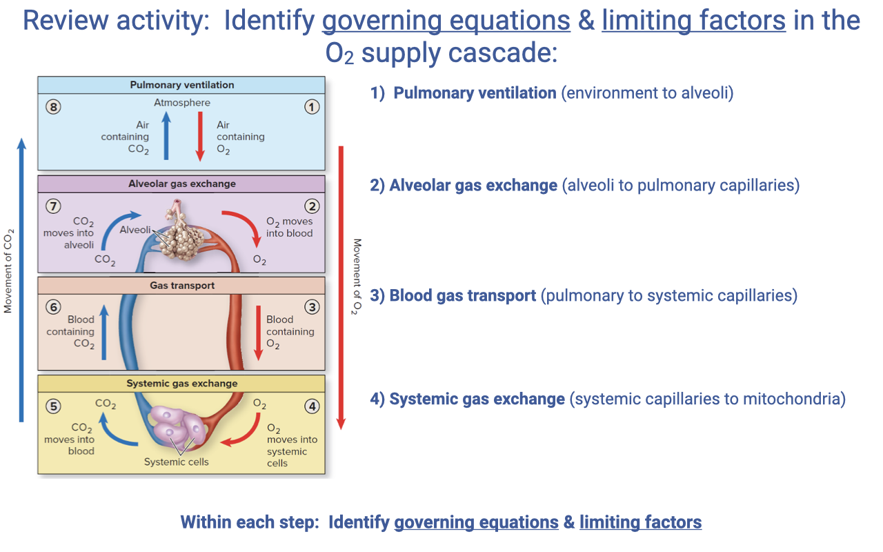 Slide titled "Review activity: Identify governing equations and limiting factors in the O2 supply cascade." A schematic on the left shows the four-step oxygen supply cascade as stacked boxes with upward red arrows tracing the movement of O2 and downward blue arrows tracing the movement of CO2: (1) Pulmonary ventilation — air containing O2 enters the atmosphere-to-alveoli step; (2) Alveolar gas exchange — O2 moves from alveoli into pulmonary blood; (3) Gas transport — blood carries O2 to the systemic circulation; (4) Systemic gas exchange — O2 moves from capillaries into systemic cells while CO2 moves out. The right side labels the four steps: 1) Pulmonary ventilation (environment to alveoli), 2) Alveolar gas exchange (alveoli to pulmonary capillaries), 3) Blood gas transport (pulmonary to systemic capillaries), 4) Systemic gas exchange (systemic capillaries to mitochondria). Text at the bottom reads: "Within each step: Identify governing equations and limiting factors."