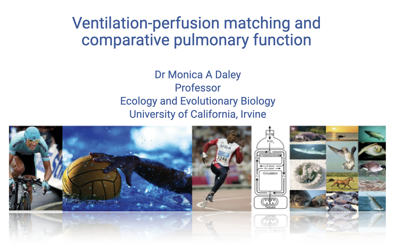 Title slide for "Ventilation-perfusion matching and comparative pulmonary function" by Dr. Monica A. Daley, Professor, Ecology and Evolutionary Biology, University of California, Irvine. Background collage shows diverse animals and humans exercising: a cyclist, water polo ball, speed skater, sea turtle, horse, parrot, fish, and runners. (Note: the comparative pulmonary function content shown in the original title image has been moved to Week 2 Lecture 6.)