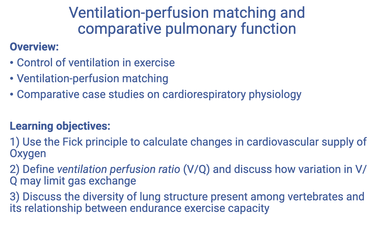 Text slide titled "Ventilation-perfusion matching and comparative pulmonary function" listing the overview (control of ventilation in exercise; ventilation-perfusion matching; comparative case studies on cardiorespiratory physiology) and three learning objectives: (1) Use the Fick principle to calculate changes in cardiovascular supply of oxygen, (2) Define ventilation-perfusion ratio (V/Q) and discuss how variation in V/Q may limit gas exchange, (3) Discuss the diversity of lung structure present among vertebrates and its relationship between endurance exercise capacity. (Note: objective 3 and the comparative case studies have been moved to Week 2 Lecture 6, "Comparative Pulmonary Function.")