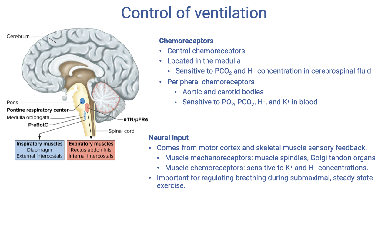 Slide titled "Control of ventilation" with an anatomical diagram of the brainstem on the left showing the cerebrum, pons (pneumotaxic center and apneustic center), medulla oblongata (ventral and dorsal respiratory groups), and spinal cord. Right side lists chemoreceptors (central chemoreceptors in the medulla sensitive to PCO2 and H+ in cerebrospinal fluid; peripheral chemoreceptors in aortic and carotid bodies sensitive to PO2, H+, and K+ in blood) and neural input (from motor cortex, skeletal muscle mechanoreceptors including muscle spindles and Golgi tendon organs, and muscle chemoreceptors sensitive to K+ and H+ concentrations).
