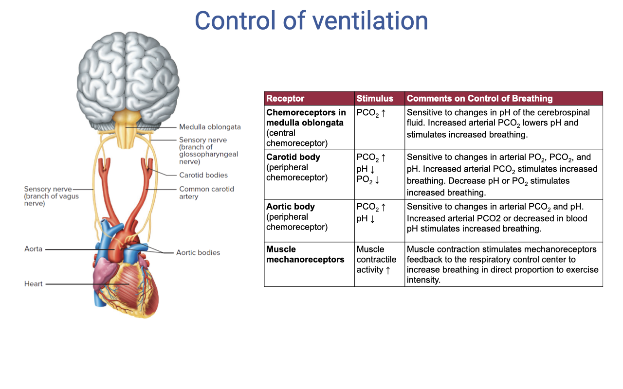 Slide titled "Control of ventilation" with an anatomical diagram on the left showing the medulla oblongata, sensory nerves (glossopharyngeal and vagus), carotid bodies, common carotid artery, sensory nerve branches of the vagus, aorta, aortic bodies, and heart. A table on the right lists four receptor types: chemoreceptors in the medulla oblongata (sensitive to PCO2 and pH), carotid body (sensitive to PCO2, pH, PO2), aortic body (sensitive to PCO2, pH), and muscle mechanoreceptors (sensitive to muscle contraction and activity). Each row describes the receptor's stimulus and its comments on the control of breathing.