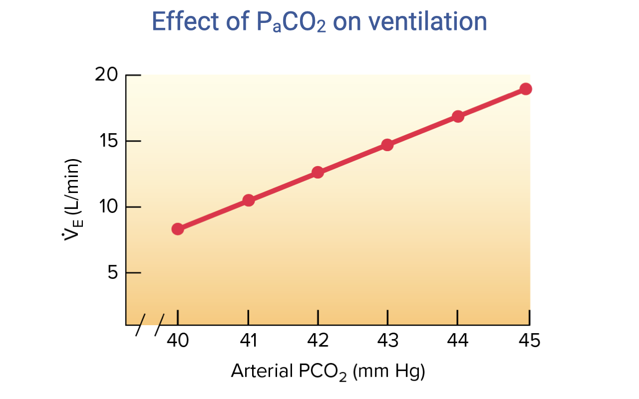 Graph titled "Effect of PaCO2 on ventilation." X-axis: arterial PCO2 (mmHg) ranging from 40 to 45. Y-axis: minute ventilation VE (L/min) ranging from 5 to 20. A red line with data points shows a roughly linear positive relationship — as arterial PCO2 rises from 40 to 45 mmHg, ventilation increases approximately from 8 to 19 L/min.