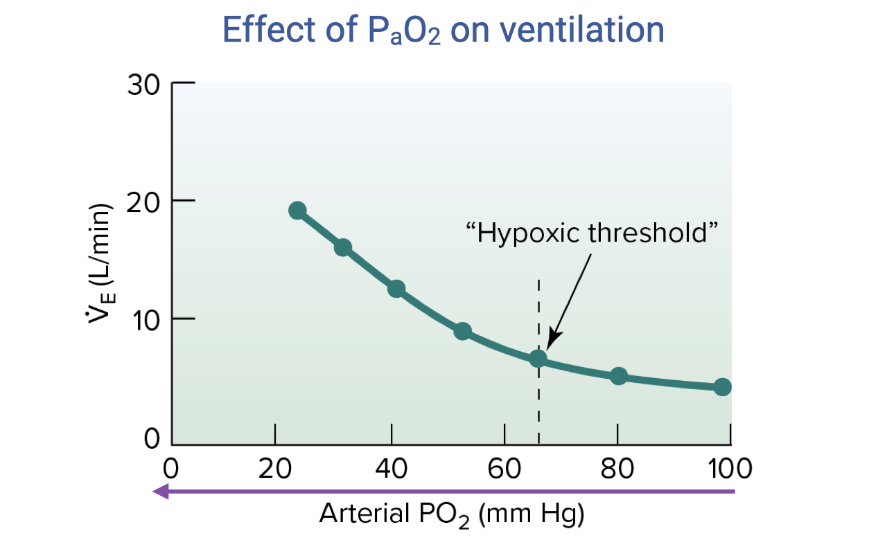 Graph titled "Effect of PaO2 on ventilation." X-axis: arterial PO2 (mmHg) ranging from 0 to 100. Y-axis: minute ventilation VE (L/min) ranging from 0 to 30. A teal curve shows a nonlinear relationship: ventilation is relatively low and stable at PO2 above ~70 mmHg, then rises steeply below ~60 mmHg. A dashed vertical line at approximately 65 mmHg is labeled "Hypoxic threshold," with a purple arrow below the x-axis pointing left.