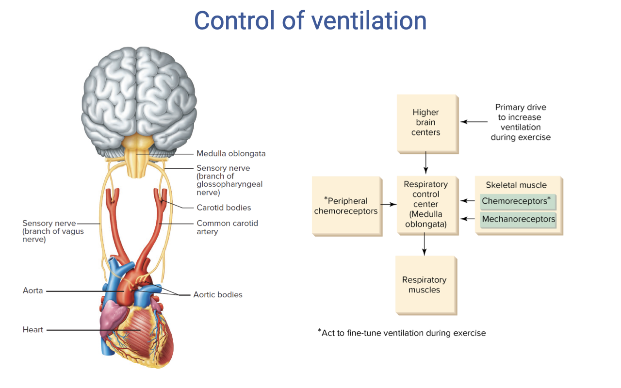 Schematic control diagram titled "Control of ventilation." Left side shows an anatomical drawing of the brain, carotid bodies, common carotid arteries, aorta, aortic bodies, and heart. Right side shows a flow diagram: higher brain centers provide primary drive to increase ventilation during exercise; peripheral chemoreceptors (carotid and aortic bodies) feed into the respiratory control center (medulla, pons); skeletal muscle chemoreceptors and mechanoreceptors also provide input; the respiratory control center outputs to respiratory muscles. An asterisk notes that these act to fine-tune ventilation during exercise.