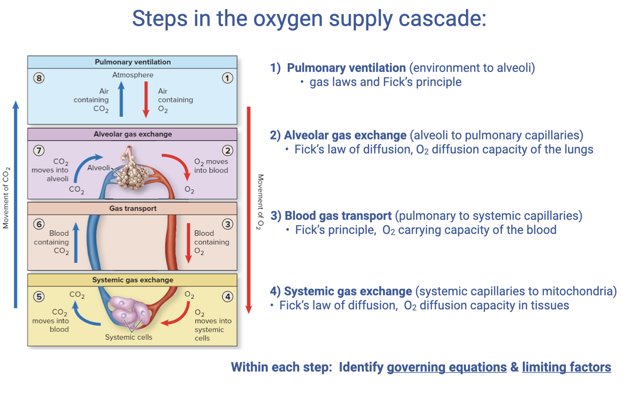 Diagram titled "Steps in the oxygen supply cascade" with four labeled steps alongside a schematic of the respiratory and circulatory systems. Step 1: Pulmonary ventilation (environment to alveoli) — gas laws and Fick's principle. Step 2: Alveolar gas exchange (alveoli to pulmonary capillaries) — Fick's law of diffusion, O2 diffusion capacity of the lungs. Step 3: Blood gas transport (pulmonary to systemic capillaries) — Fick's principle, O2 carrying capacity of the blood. Step 4: Systemic gas exchange (systemic capillaries to mitochondria) — Fick's law of diffusion, O2 diffusion capacity in tissues. Bottom note: "Within each step: Identify governing equations & limiting factors."