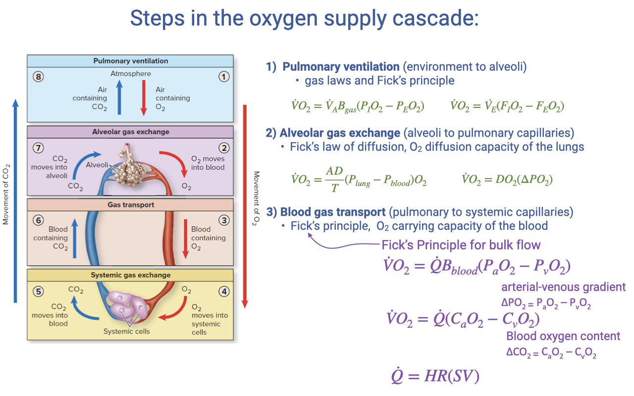 Slide titled "Steps in the oxygen supply cascade" with the same four-step diagram but now including equations for each step. Step 1 shows the ventilatory Fick equation. Step 2 shows VO2 = DL(Plung − Pblood)O2 for diffusion. Step 3 (highlighted in green) shows the Fick principle for bulk blood flow: VO2 = Q̇·Bblood·(PaO2 − PvO2), with the alternative form VO2 = Q̇(CaO2 − CvO2), and Q̇ = HR × SV. The equations for blood oxygen content and the arterial-venous gradient are written out.