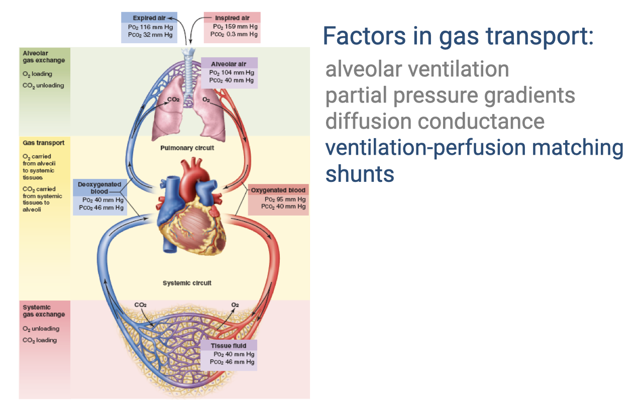 Diagram titled "Factors in gas transport" showing the complete cardiorespiratory circuit. The left side labels the stages of the oxygen supply cascade with associated partial pressures at each step (inspired air, alveolar gas, pulmonary circuit, systemic circuit). The right side lists the key factors: alveolar ventilation, partial pressure gradients, diffusion conductance, ventilation-perfusion matching (highlighted in red), and shunts (highlighted in red). The pulmonary and systemic circuits are connected through the four-chambered heart.