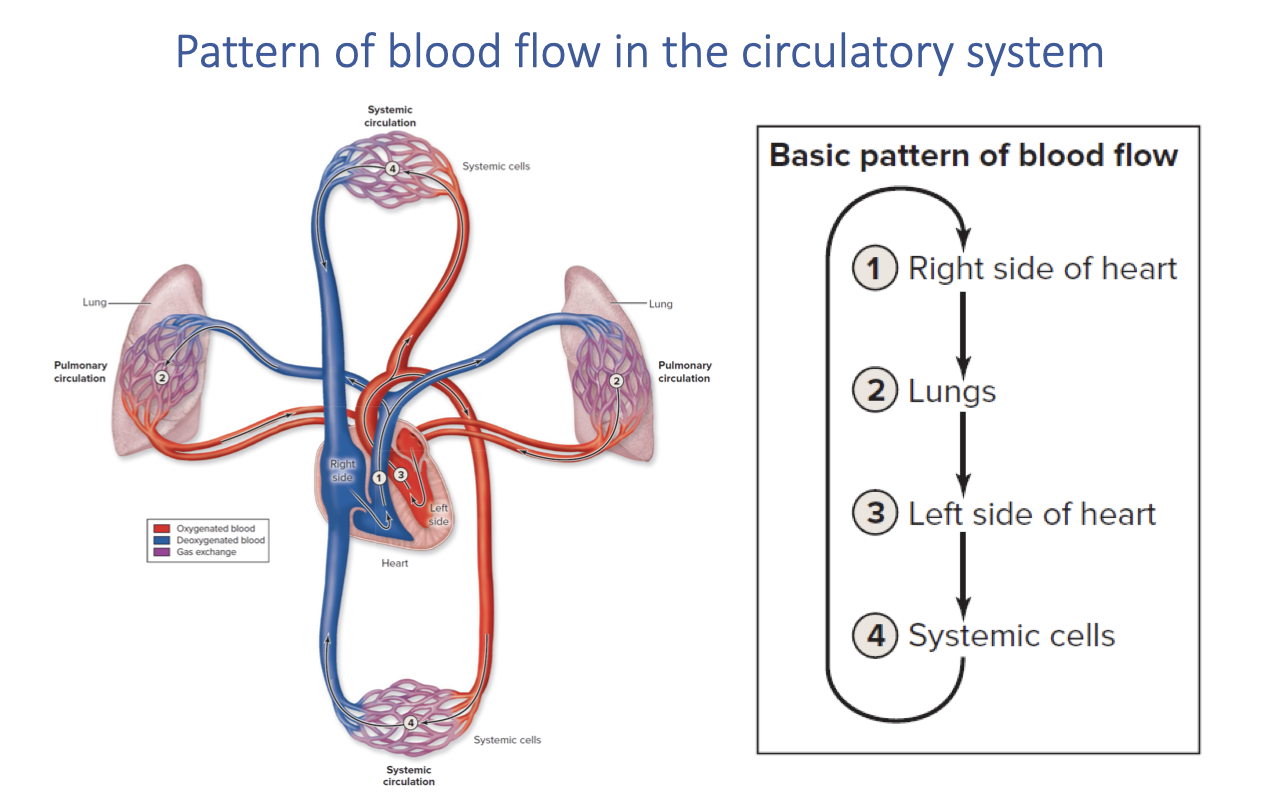Diagram titled "Pattern of blood flow in the circulatory system." Left: an anatomical illustration of the double circulatory system showing the four-chambered heart with deoxygenated blood (blue) flowing through the right side and oxygenated blood (red) flowing through the left side, connected to the lungs and body. Right: a simplified flow diagram showing the basic pattern of blood flow: (1) Right side of heart → (2) Lungs → (3) Left side of heart → (4) Systemic cells, in a continuous loop.