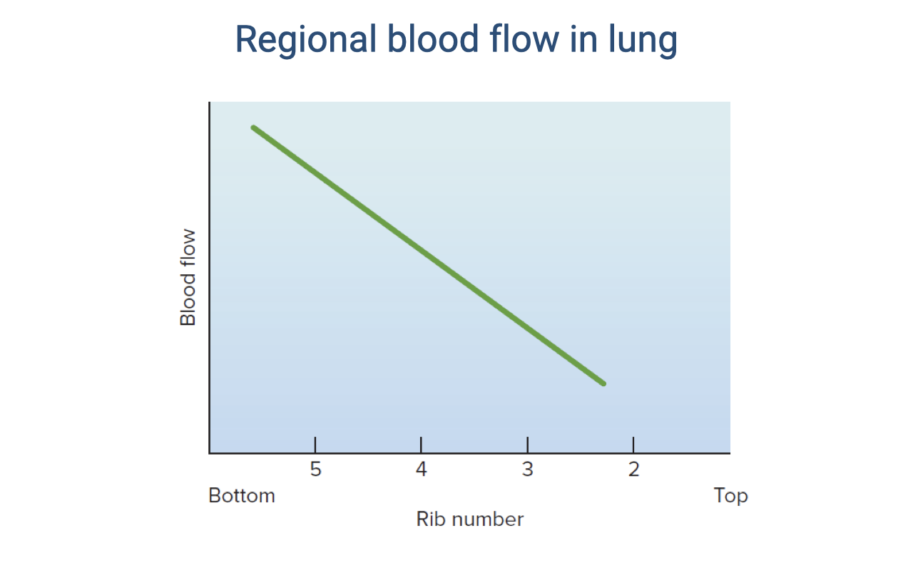 Graph titled "Regional blood flow in lung." X-axis: rib number from 5 (bottom/base of lung) to 2 (top/apex). Y-axis: blood flow. A green line slopes downward from high blood flow at the base (rib 5) to low blood flow at the apex (rib 2), showing that blood flow is greatest at the base and decreases toward the top of the lung due to gravity.