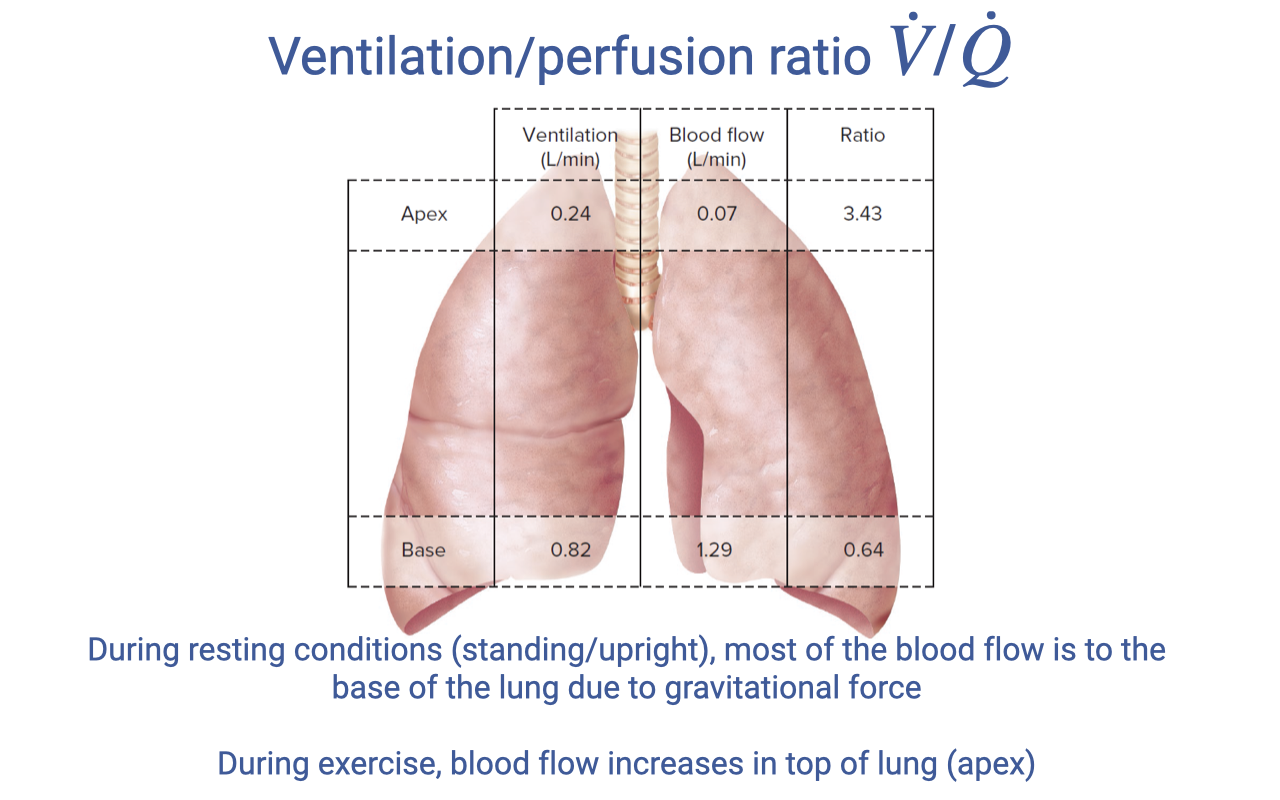 Slide titled "Ventilation/perfusion ratio V̇/Q̇" showing a translucent image of lungs with a superimposed table. The table has three columns (ventilation rate in L/min, blood flow rate in L/min, and V/Q ratio) for two regions: apex (0.24, 0.07, 3.43) and base (0.82, 1.29, 0.64). Text below: "During resting conditions (standing/upright), most of the blood flow is to the base of the lung due to gravitational force. During exercise, blood flow increases in top of lung (apex)."