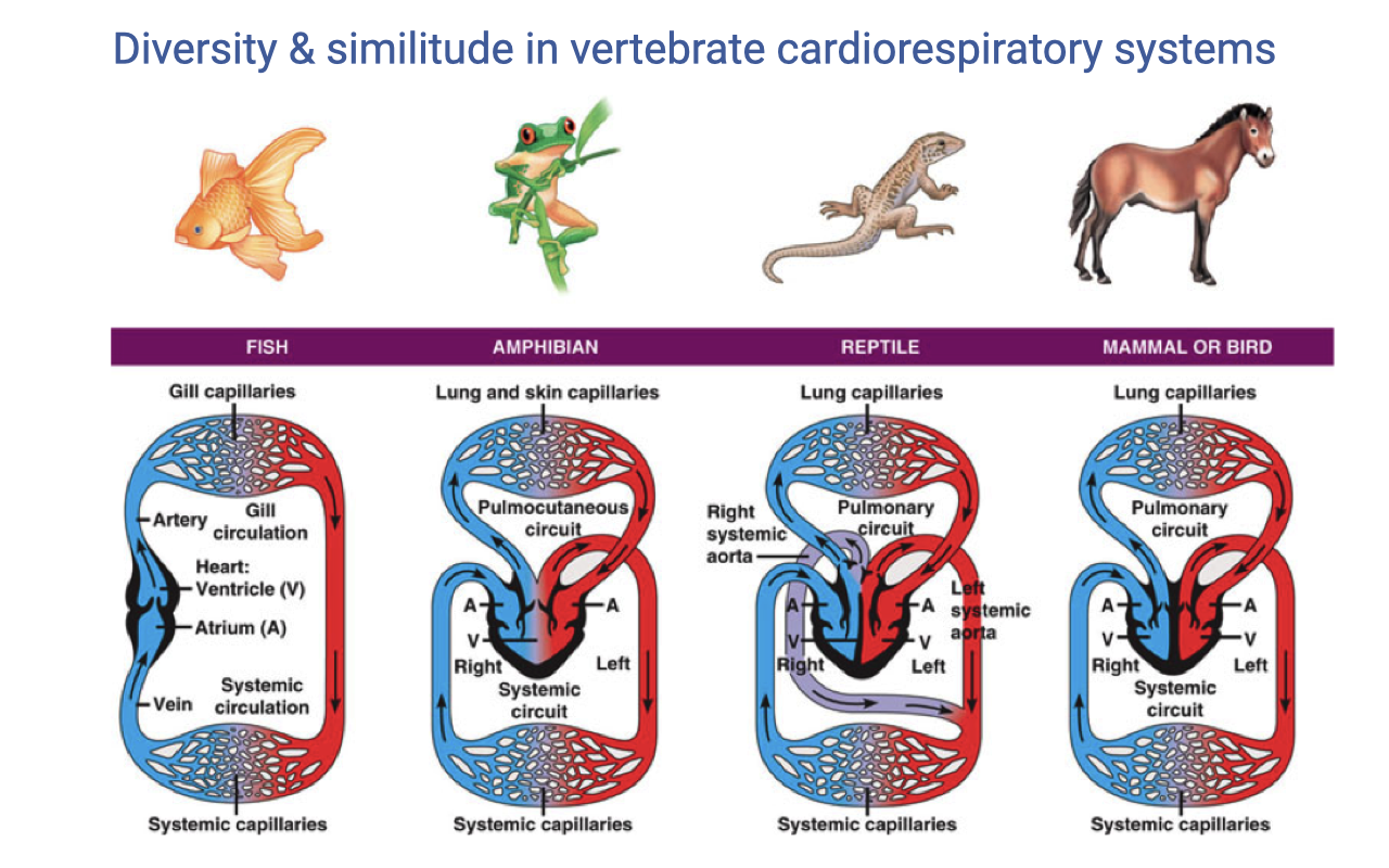 Slide titled "Diversity & similitude in vertebrate cardiorespiratory systems" showing four vertebrate groups (fish, amphibian, reptile, mammal/bird) with illustrations and circulatory diagrams. Fish: single-loop circulation with a two-chambered heart (one ventricle, one atrium), gill capillaries above and systemic capillaries below. Amphibian: three-chambered heart with a pulmocutaneous circuit and a systemic circuit, showing mixing of oxygenated and deoxygenated blood in a shared ventricle. Reptile: partially divided ventricle with right systemic aorta creating a potential pulmonary bypass, with pulmonary and systemic circuits. Mammal/bird: fully divided four-chambered heart with completely separate pulmonary and systemic circuits.