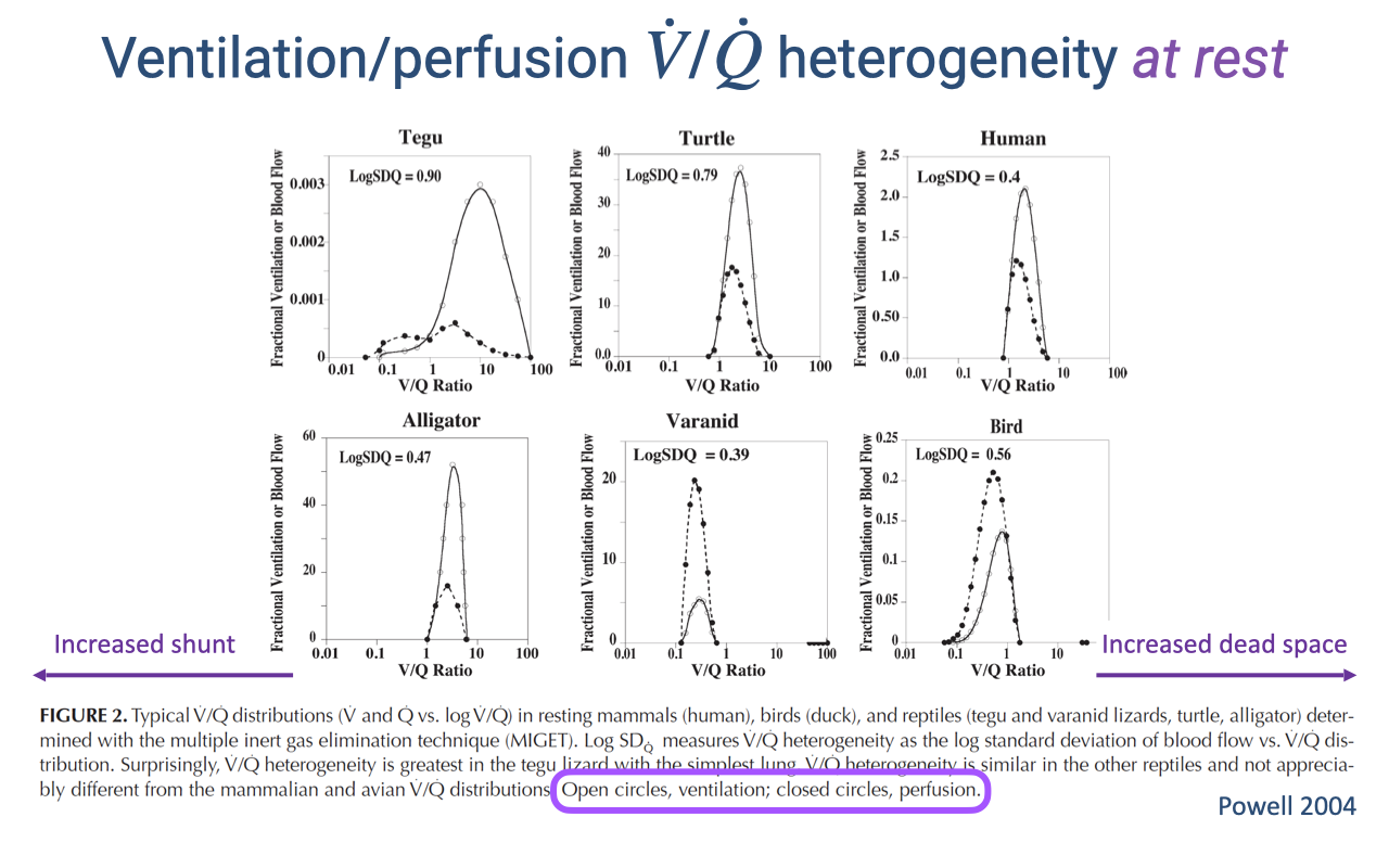 Slide titled "Ventilation/perfusion V̇/Q̇ heterogeneity at rest." Three panels show V/Q distributions for the tegu (lizard), turtle, and human at rest. X-axis: V/Q ratio (logarithmic scale centered on 1.0). Y-axis: ventilation (open circles) and perfusion (closed circles) as percentage of total. In the tegu and turtle, the log standard deviation of Q (log SDQ) is approximately 1.0, indicating high heterogeneity, with distributions shifted left of 1.0 indicating significant shunt. In the human, log SDQ is approximately 0.5, showing lower heterogeneity centered closer to 1.0. Citation: Powell 2004.
