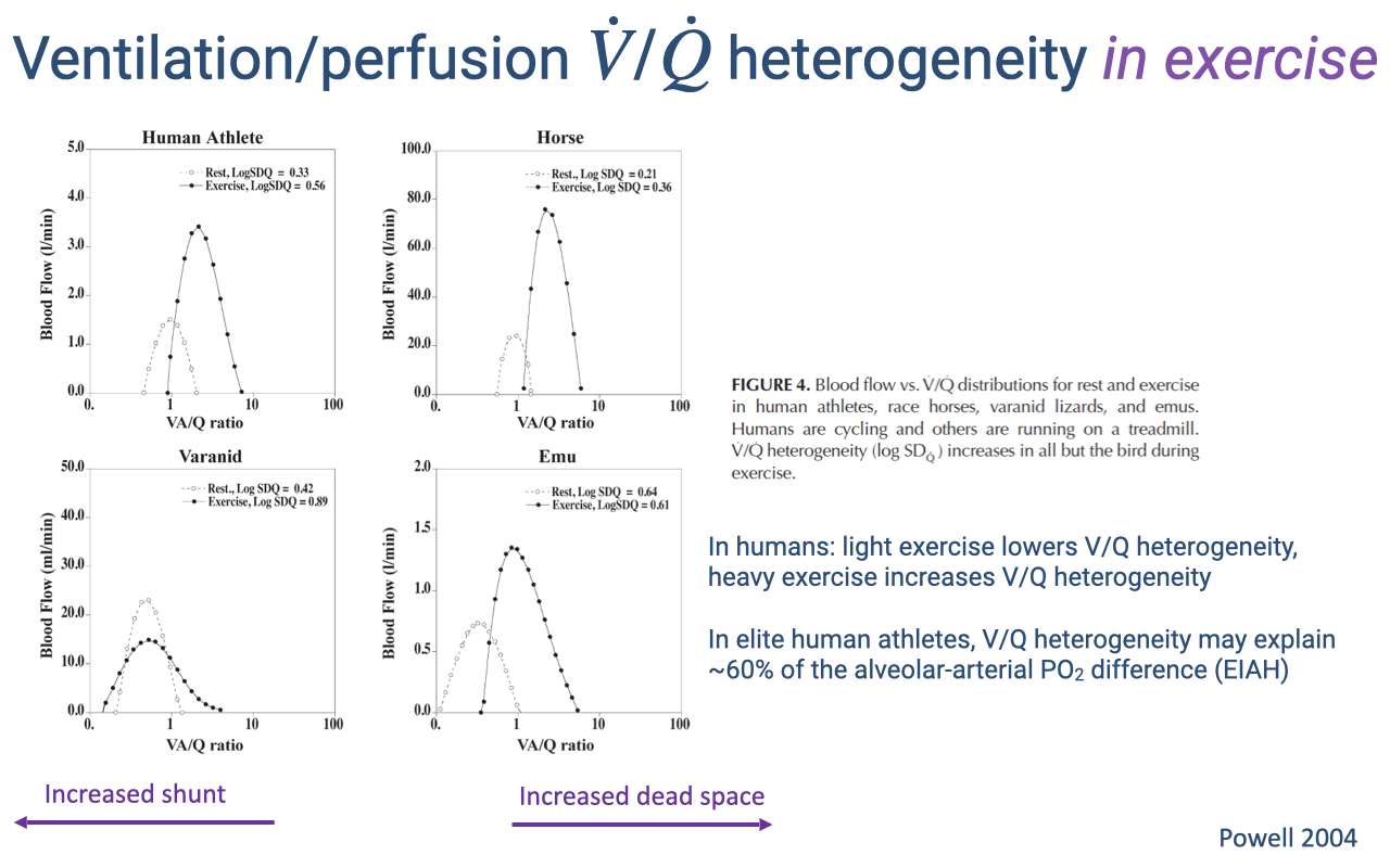 Slide titled "Ventilation/perfusion V̇/Q̇ heterogeneity in exercise." Four panels show V/Q distributions for human athletes, horses, varanid lizards, and emus during rest (open circles) and exercise (closed circles). In human athletes, light exercise lowers V/Q heterogeneity, but heavy exercise increases it. In horses, heterogeneity also increases during exercise. In varanid lizards, the shunt decreases and distribution shifts rightward during exercise. In emus (birds), the distribution becomes centered near 1.0 during exercise with low heterogeneity. Text notes that in elite human athletes, V/Q heterogeneity may explain ~60% of the alveolar-arterial PO2 difference (EIAH). Citation: Powell 2004.
