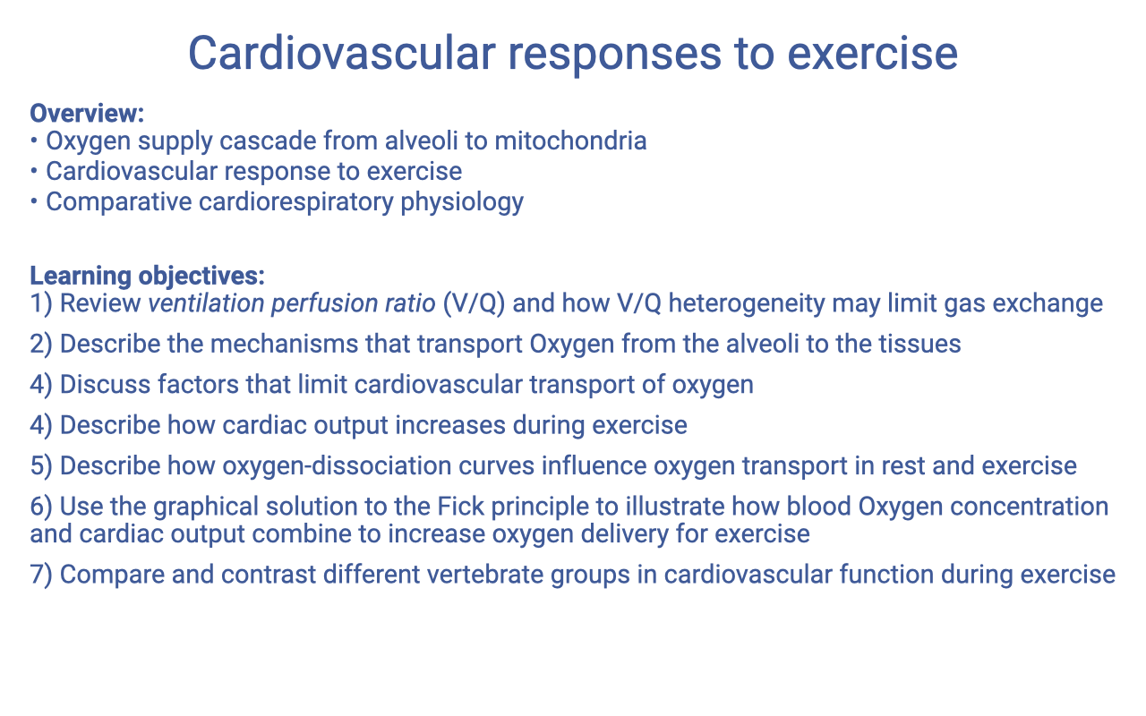 Text slide titled "Cardiovascular responses to exercise" listing the overview (oxygen supply cascade from alveoli to mitochondria; cardiovascular response to exercise; comparative cardiorespiratory physiology) and seven learning objectives covering V/Q review, O2 transport mechanisms, factors limiting cardiovascular O2 transport, cardiac output increases, oxygen-dissociation curves, graphical Fick solution, and comparative cardiovascular function.