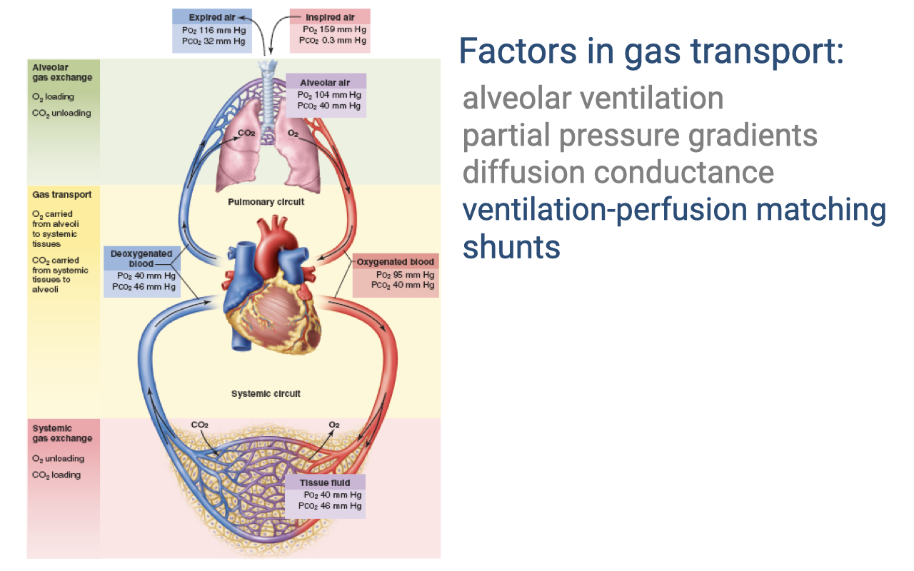 Diagram showing the complete cardiorespiratory circuit with partial pressures labeled at each stage (inspired air PO2 159 mmHg, alveolar air PO2 104 mmHg, oxygenated blood PO2 95 mmHg, deoxygenated blood PO2 40 mmHg, tissue fluid PO2 40 mmHg). The right side lists factors in gas transport: alveolar ventilation, partial pressure gradients, diffusion conductance, ventilation-perfusion matching, and shunts.