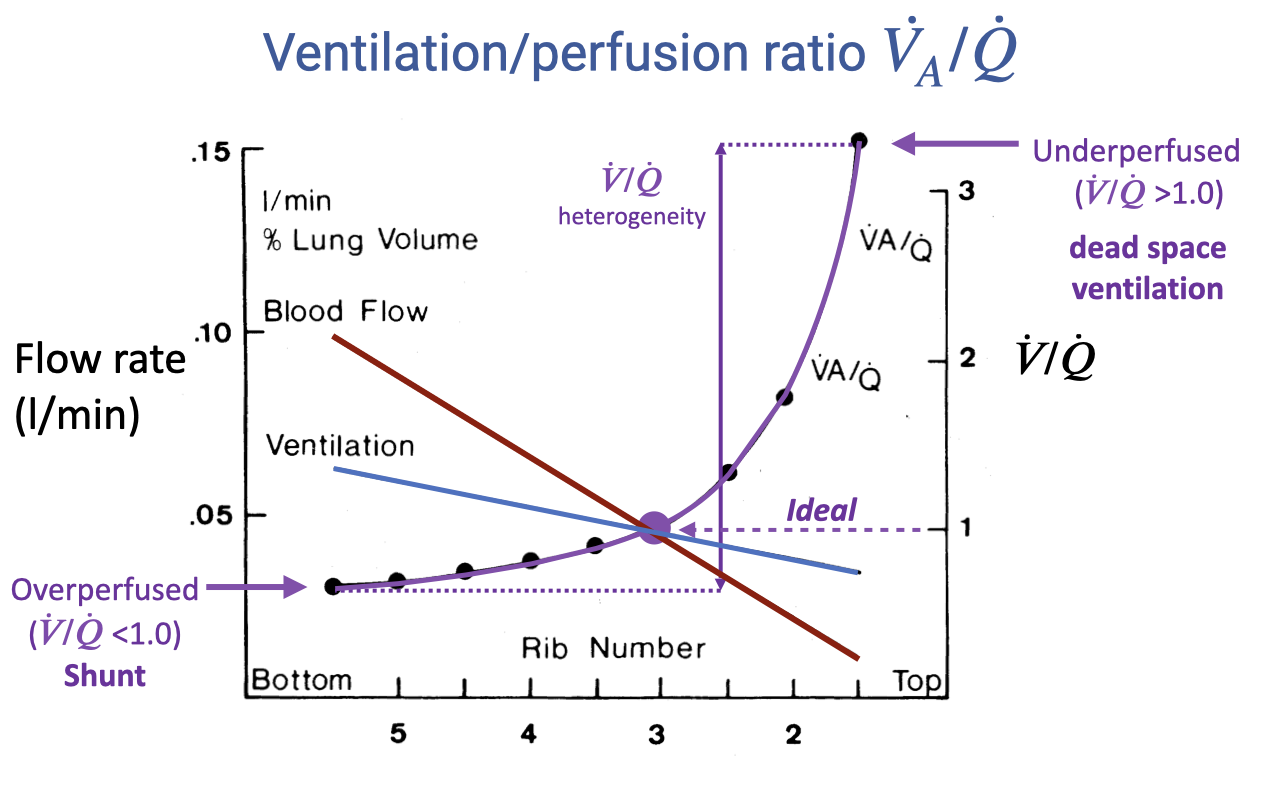 Graph titled "Ventilation/perfusion ratio V̇A/Q̇" identical to the V/Q graph from Lecture 6. X-axis: rib number from 5 (bottom) to 2 (top). Left y-axis: flow rate (L/min). Right y-axis: V̇A/Q̇ ratio. Three curves show blood flow (steep decline), ventilation (shallow decline), and the V/Q ratio (rising from below 1.0 at the base to above 3.0 at the apex). Labels indicate overperfused (shunt) at the base and underperfused (dead space ventilation) at the apex.