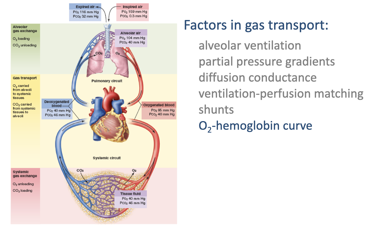 Diagram of the cardiorespiratory circuit (same as Slide 7) with the factor "O2-hemoglobin curve" highlighted in blue on the right side. This identifies the specific topic being discussed next.