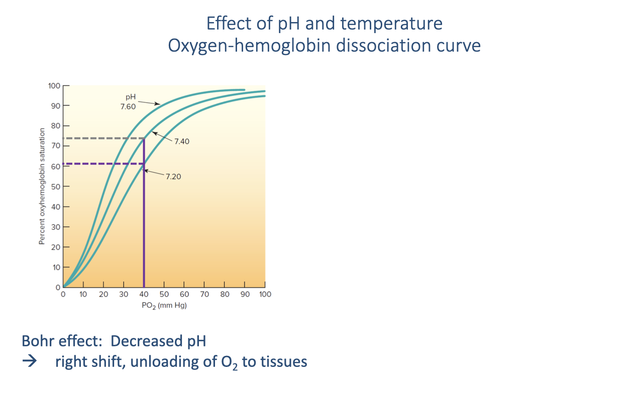 Graph titled "Effect of pH and temperature: Oxygen-hemoglobin dissociation curve." X-axis: PO2 (mmHg, 0–100). Y-axis: percent saturation (0–100%). Three sigmoid curves are shown at pH 7.60, 7.40, and 7.20. As pH decreases (more acidic), the curve shifts to the right. A horizontal dashed line at ~75% saturation intersects the pH 7.40 curve at PO2 ≈ 40 mmHg, but intersects the pH 7.20 curve at PO2 ≈ 50 mmHg, showing more O2 is released at lower pH. Text: "Bohr effect: Decreased pH → right shift, unloading of O2 to tissues."