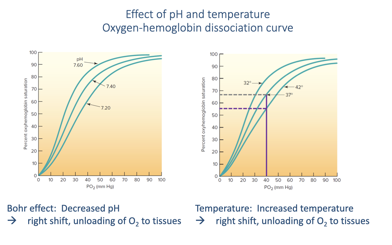 Slide titled "Effect of pH and temperature: Oxygen-hemoglobin dissociation curve." Two panels side by side. Left panel: three curves at pH 7.60, 7.40, and 7.20 showing the Bohr effect (decreased pH → rightward shift). Right panel: three curves at temperatures 20°C, 37°C, and 42°C showing the temperature effect (increased temperature → rightward shift). Horizontal dashed lines show that at the same PO2, higher temperature results in lower hemoglobin saturation. Text: "Temperature: Increased temperature → right shift, unloading of O2 to tissues."