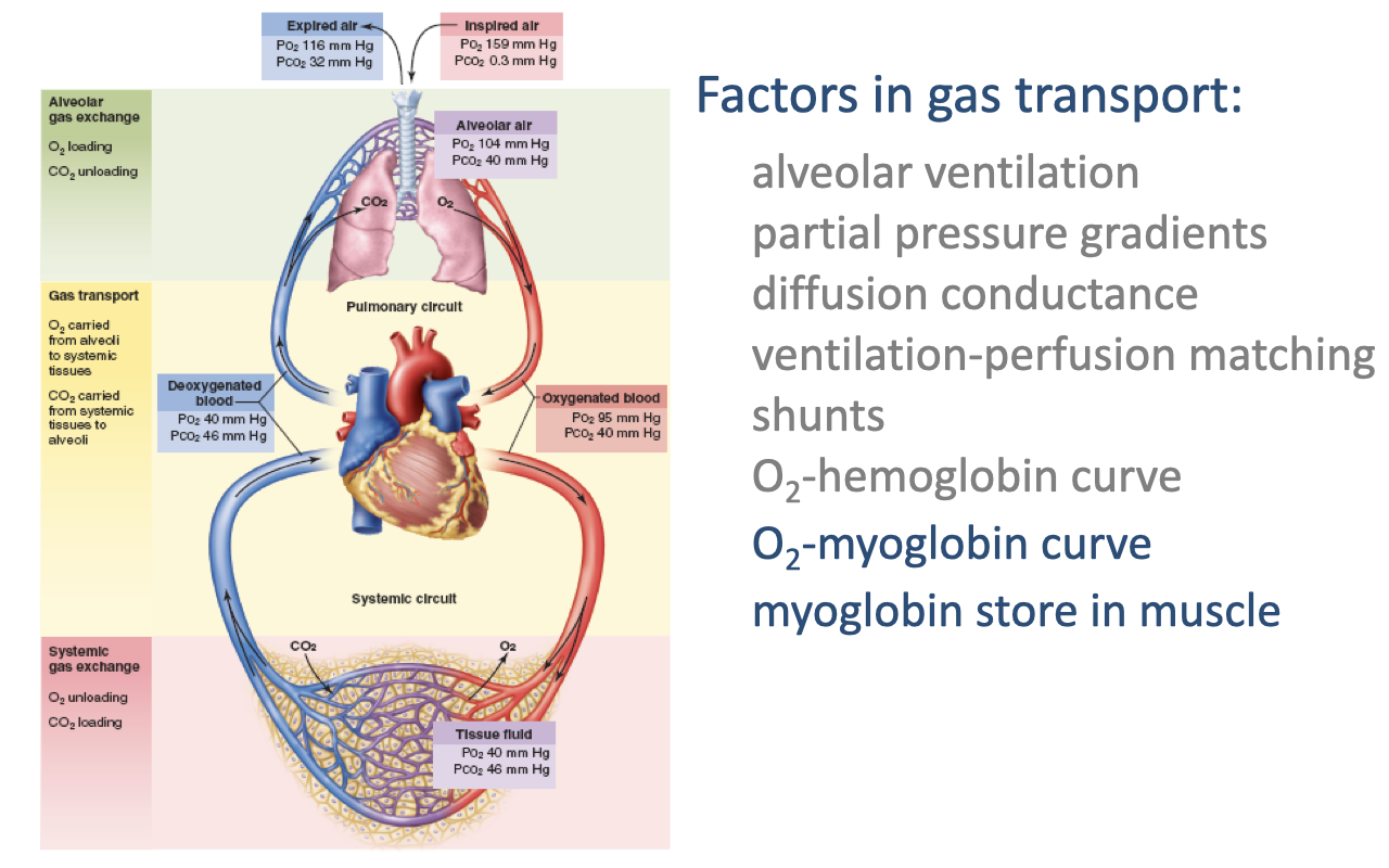Diagram of the cardiorespiratory circuit with partial pressures at each stage. Right side lists all factors in gas transport, with "O2-myoglobin curve" and "myoglobin store in muscle" highlighted in blue, indicating the next topic.
