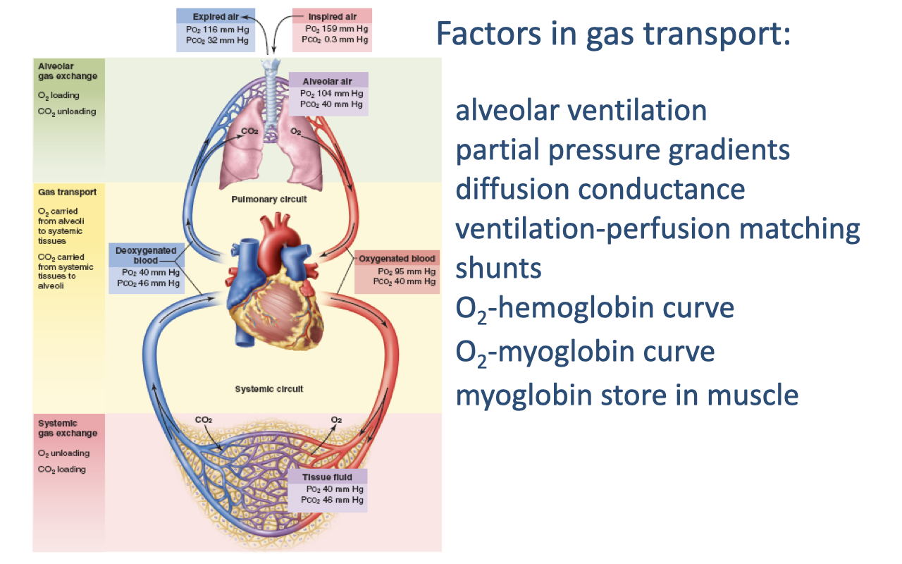 Diagram of the cardiorespiratory circuit with partial pressures at each stage. Right side lists all factors in gas transport (alveolar ventilation, partial pressure gradients, diffusion conductance, ventilation-perfusion matching, shunts, O2-hemoglobin curve, O2-myoglobin curve, myoglobin store in muscle) — all now listed in standard black text, indicating all factors have been covered.