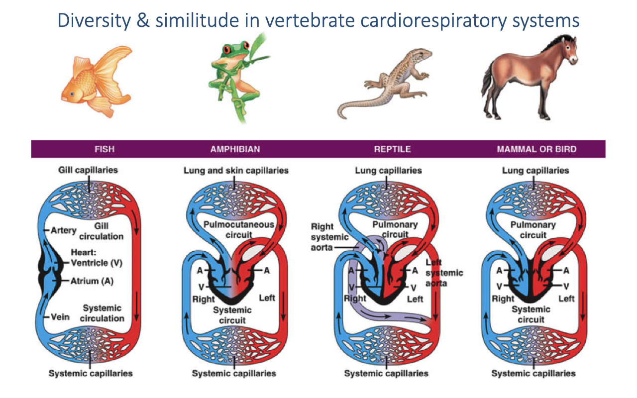 Slide titled "Diversity & similitude in vertebrate cardiorespiratory systems" showing four vertebrate groups (fish, amphibian, reptile, mammal/bird) with circulatory diagrams. Fish: two-chambered heart, single circuit through gills. Amphibian: three-chambered heart with mixed blood in a shared ventricle. Reptile: partially divided ventricle with potential for shunting. Mammal/bird: fully divided four-chambered heart with separate pulmonary and systemic circuits.