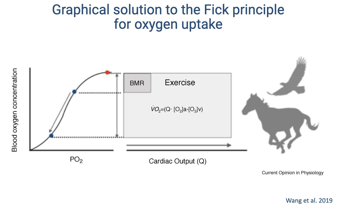 Slide titled "Graphical solution to the Fick principle for oxygen uptake." Left: an oxygen-hemoglobin dissociation curve (blood O2 concentration vs. PO2) with two points marked — one at high PO2 (arterial) and one at low PO2 (venous). Right: a rectangle showing cardiac output (Q̇) on the x-axis and blood O2 concentration change on the y-axis. The area of the rectangle represents total O2 delivery (VO2 = Q̇ × (CaO2 − CvO2)). Two rectangles shown: a small one labeled "BMR" (basal metabolic rate, at rest) and a larger one labeled "Exercise" (with both higher Q̇ and wider a-v O2 difference). A silhouette of a horse and bird of prey illustrate mammals/birds. Citation: Wang et al. 2019.