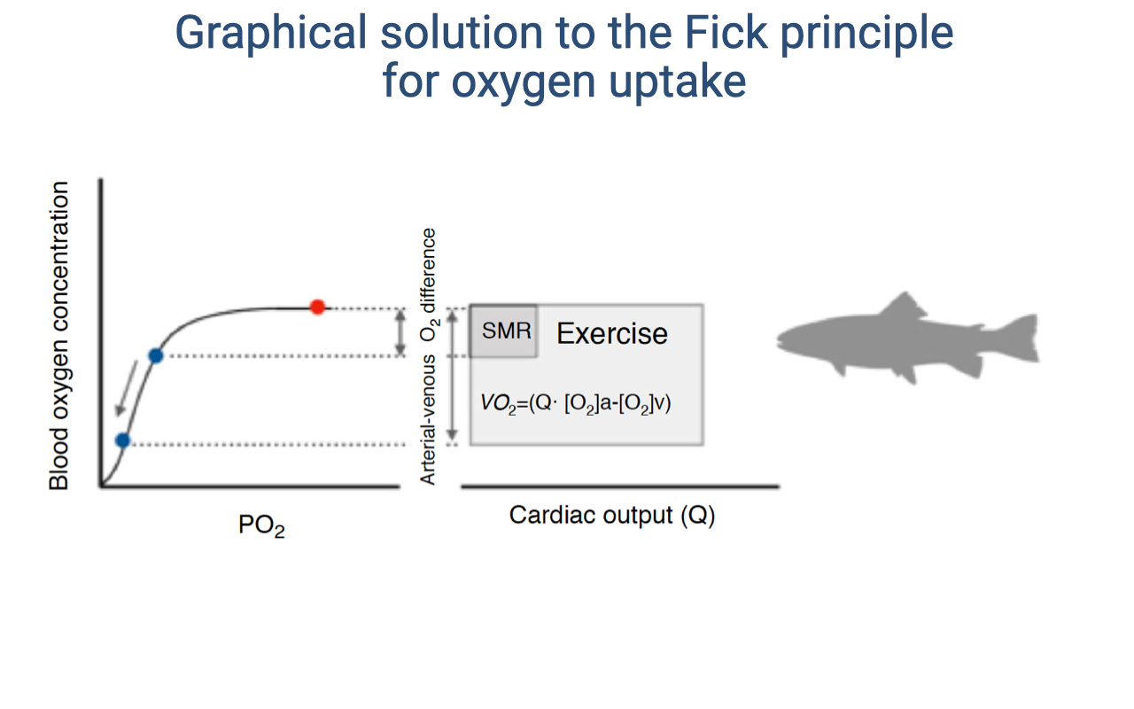 Slide titled "Graphical solution to the Fick principle for oxygen uptake." Same format as Slide 20, but showing a fish silhouette. The dissociation curve shows SMR (standard metabolic rate) and Exercise rectangles. The label uses "SMR" instead of "BMR" because ectotherms have a standard metabolic rate measured at a controlled temperature. Citation: Wang et al. 2019.