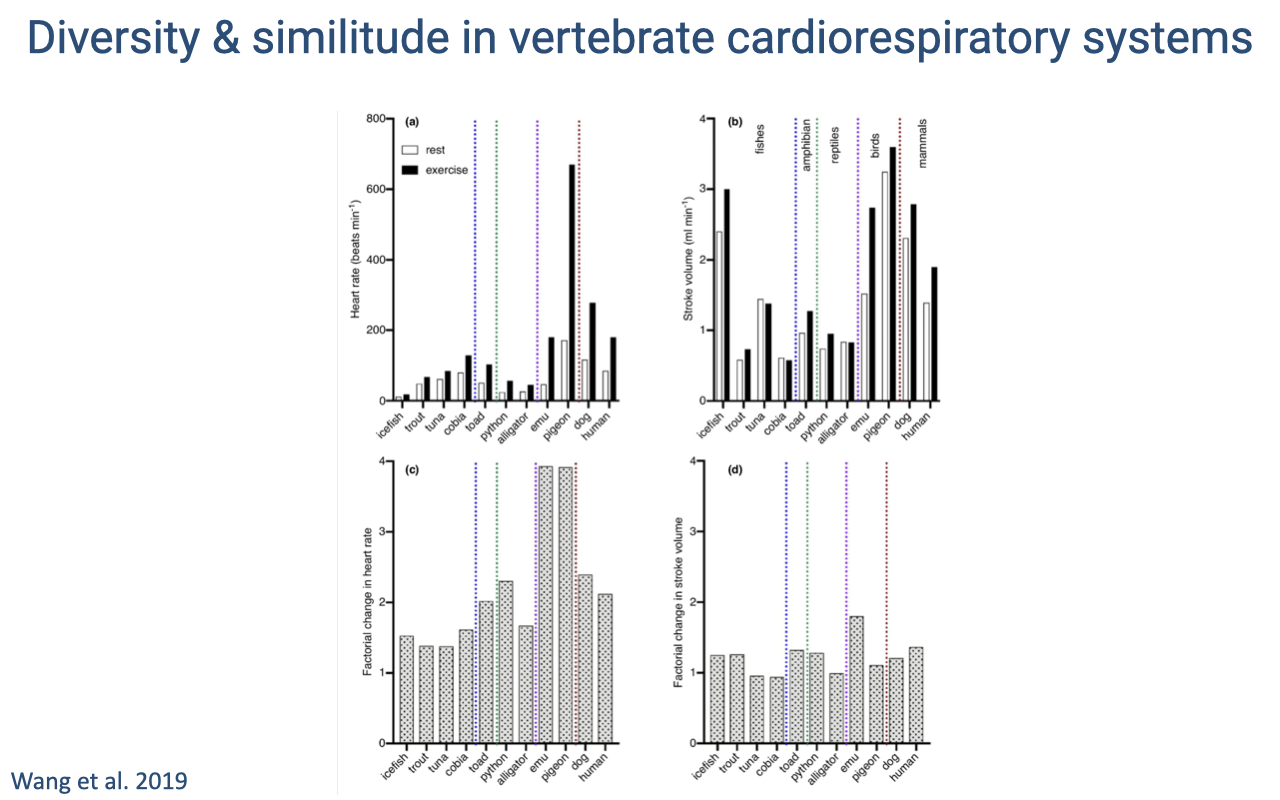 Slide titled "Diversity & similitude in vertebrate cardiorespiratory systems." Four panels of bar graphs (from Wang et al. 2019) comparing cardiovascular parameters across diverse species grouped by color: fish/amphibians, reptiles, birds, and mammals. The parameters appear to include heart rate, stroke volume, cardiac output, and factorial changes during exercise. The bottom-right panel shows the factorial change in heart rate between rest and exercise, with birds showing the largest increases.