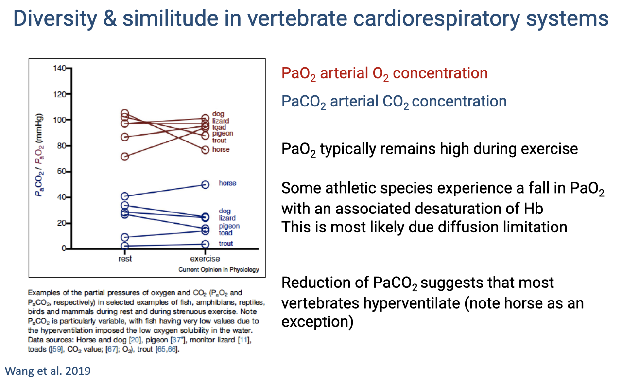 Slide titled "Diversity & similitude in vertebrate cardiorespiratory systems." Left: a graph showing PaO2 and PaCO2 (mmHg) for selected species (horse, dog, lizard, pigeon, toad, trout) at rest and during exercise. Red lines show PaO2 (typically remaining high during exercise, except in the horse which shows a decline). Blue lines show PaCO2 (typically declining during exercise, suggesting hyperventilation). Right text: "PaO2 typically remains high during exercise. Some athletic species experience a fall in PaO2 with an associated desaturation of Hb — this is most likely due to diffusion limitation. Reduction of PaCO2 suggests that most vertebrates hyperventilate (note horse as an exception)." Citation: Wang et al. 2019.